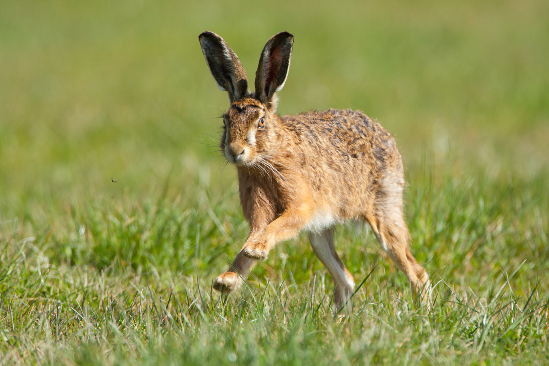 Brown Hare, Lepus ruropaeus, adult, running in grass field, West Midlands, England, UK