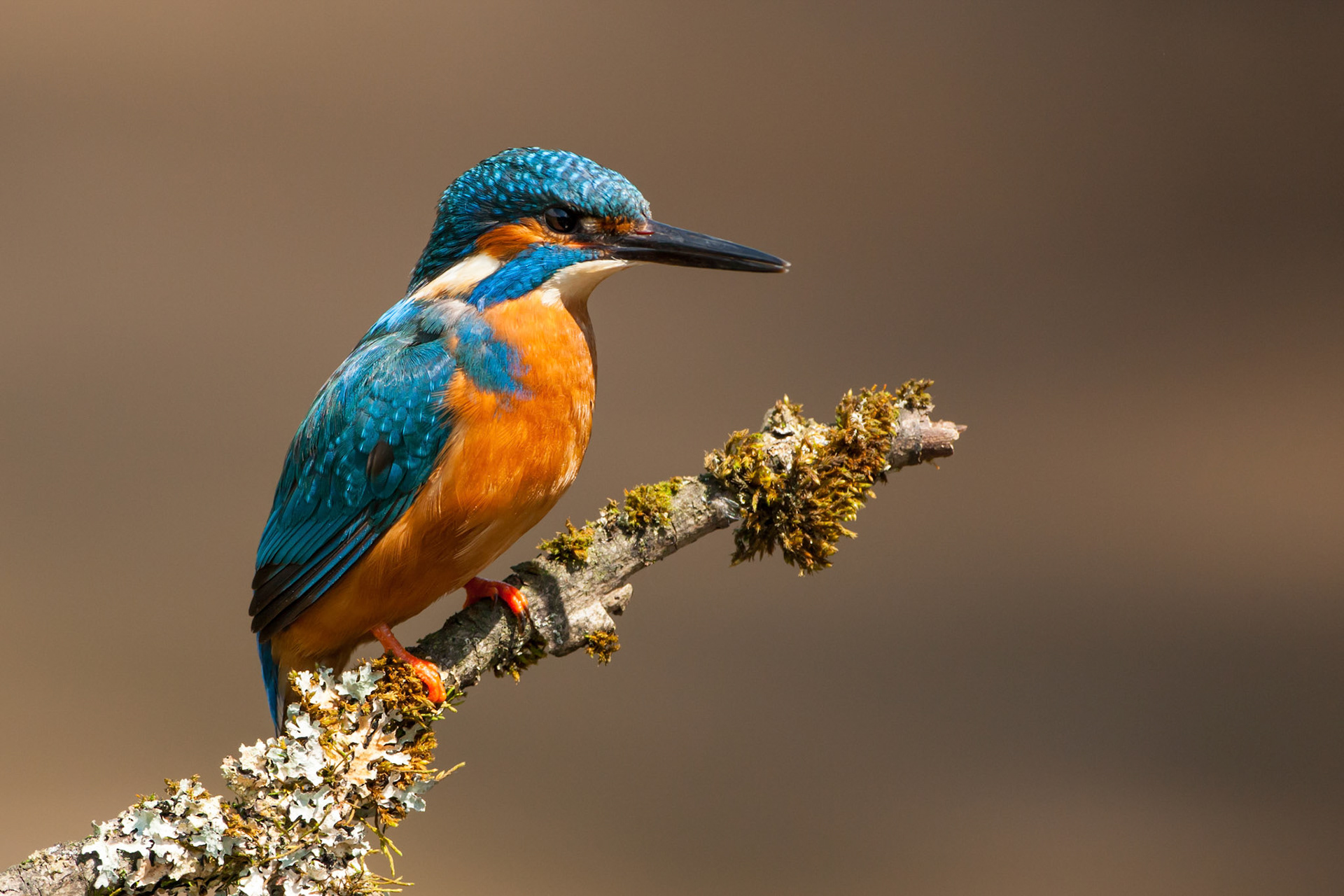 Kingfisher portrait on lichen covered perch