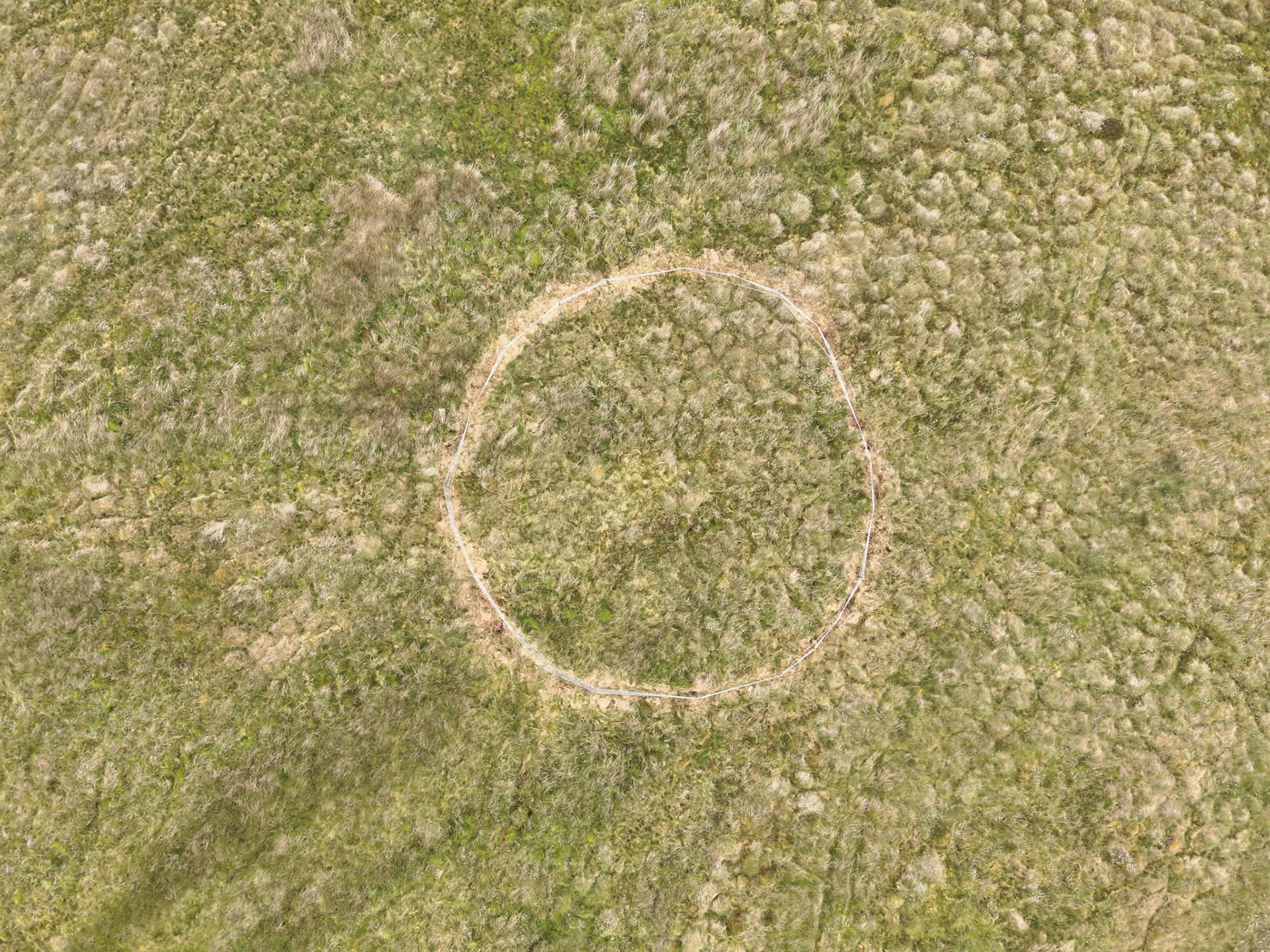 Curlew nest P 11, taken with drone, looking down. Summer, North Wales, UK.