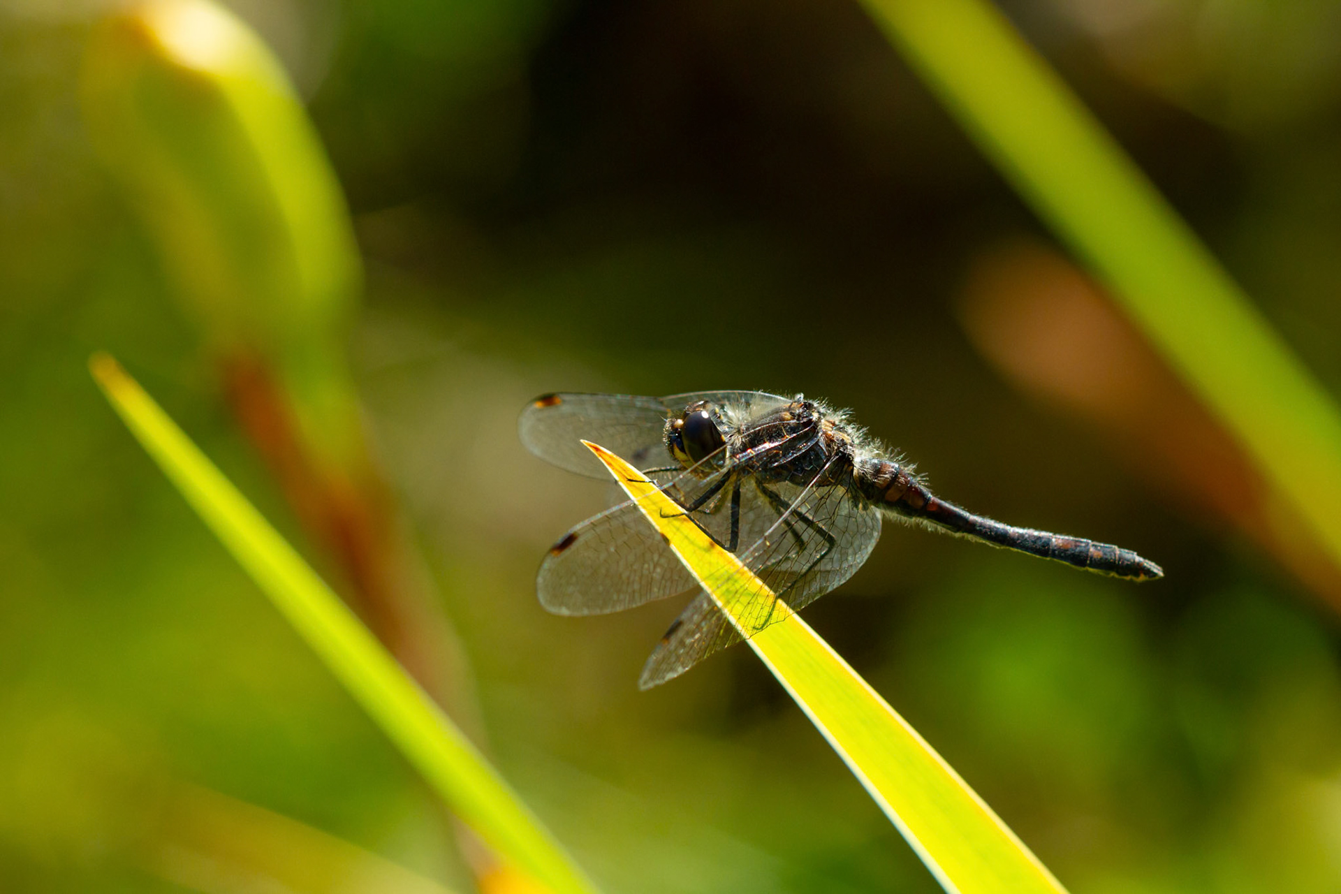 Black Darter dragonfly, Sympetrum danae, male, adult resting on plant, Summer, Wales, UK.