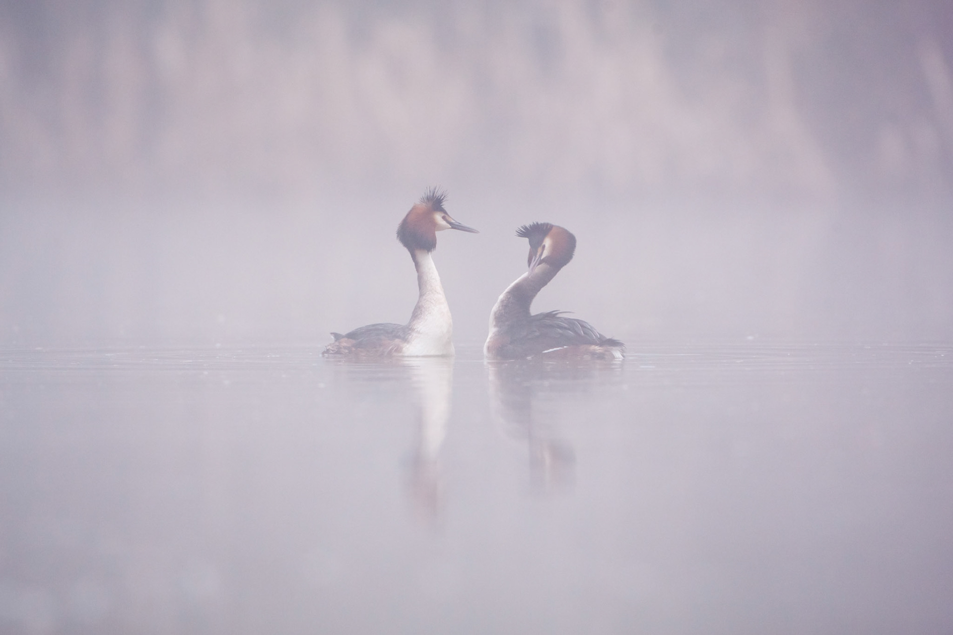 Grebe display on foggy morning.