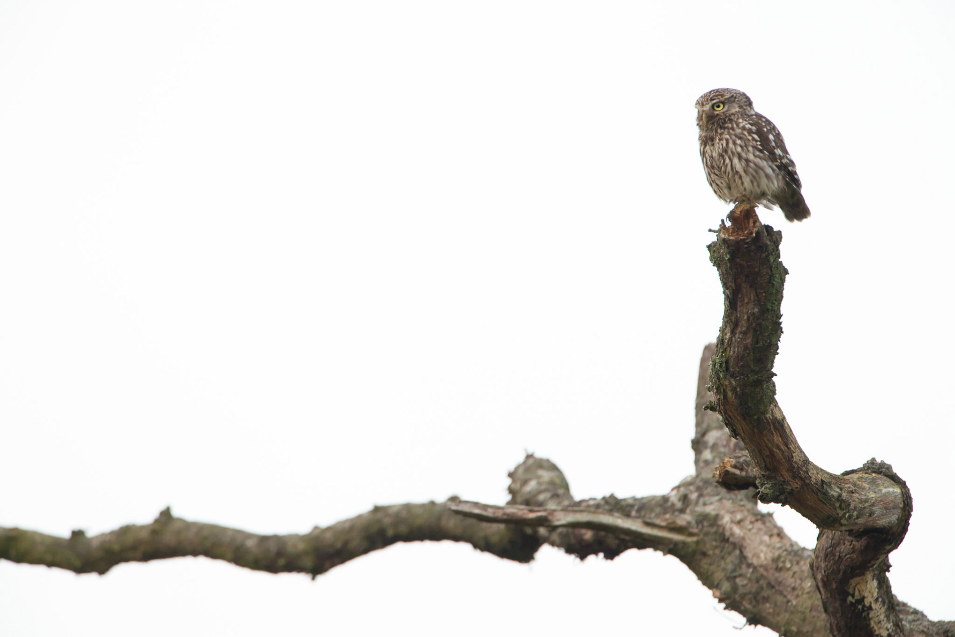 Little Owl on perch, adult, summer, Powys, Wales, UK