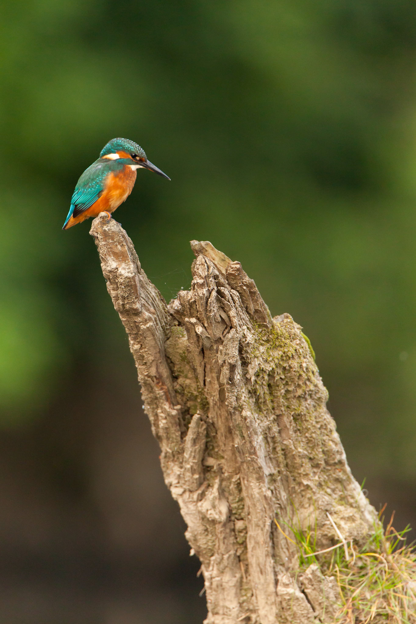 Kingfisher, Alcedo atthis, adult male, perching on tree stump, Summer, Wales, UK.