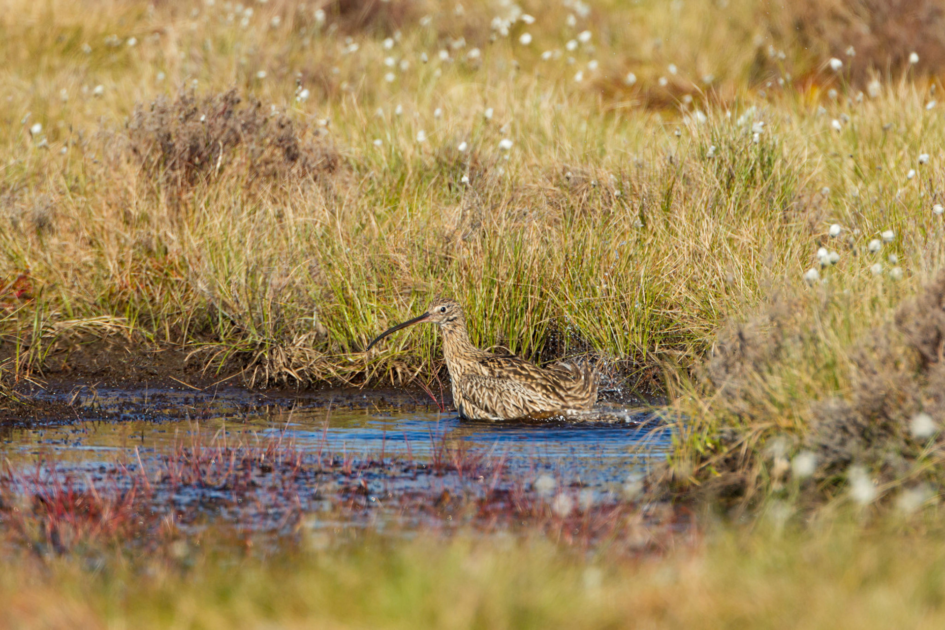 Curlew (Numenius arquata) adult, female, bathing in RSPB created pool. Spring, North Wales, UK.