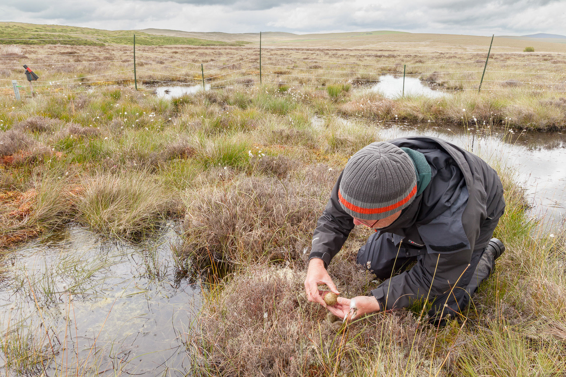 RSPB staff member checking eggs at fenced Curlew nest site. Summer, Wales, UK.