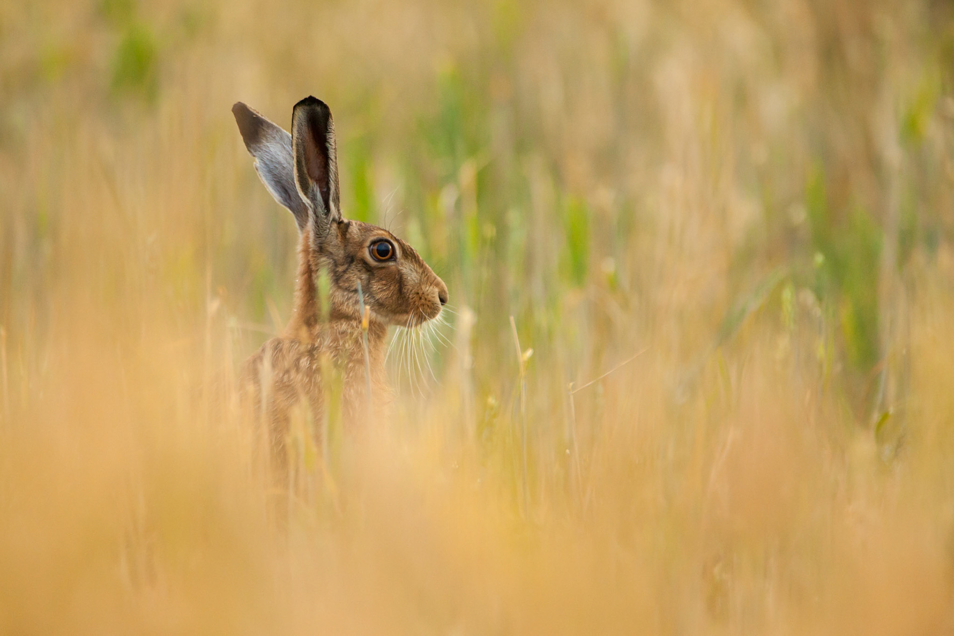 Brown Hare, Lepus europaeus, adult, in wheat field,in evening light,  West Midlands, England, UK summer, West Midlands, England, UK, summer, West Midlands, England, UK