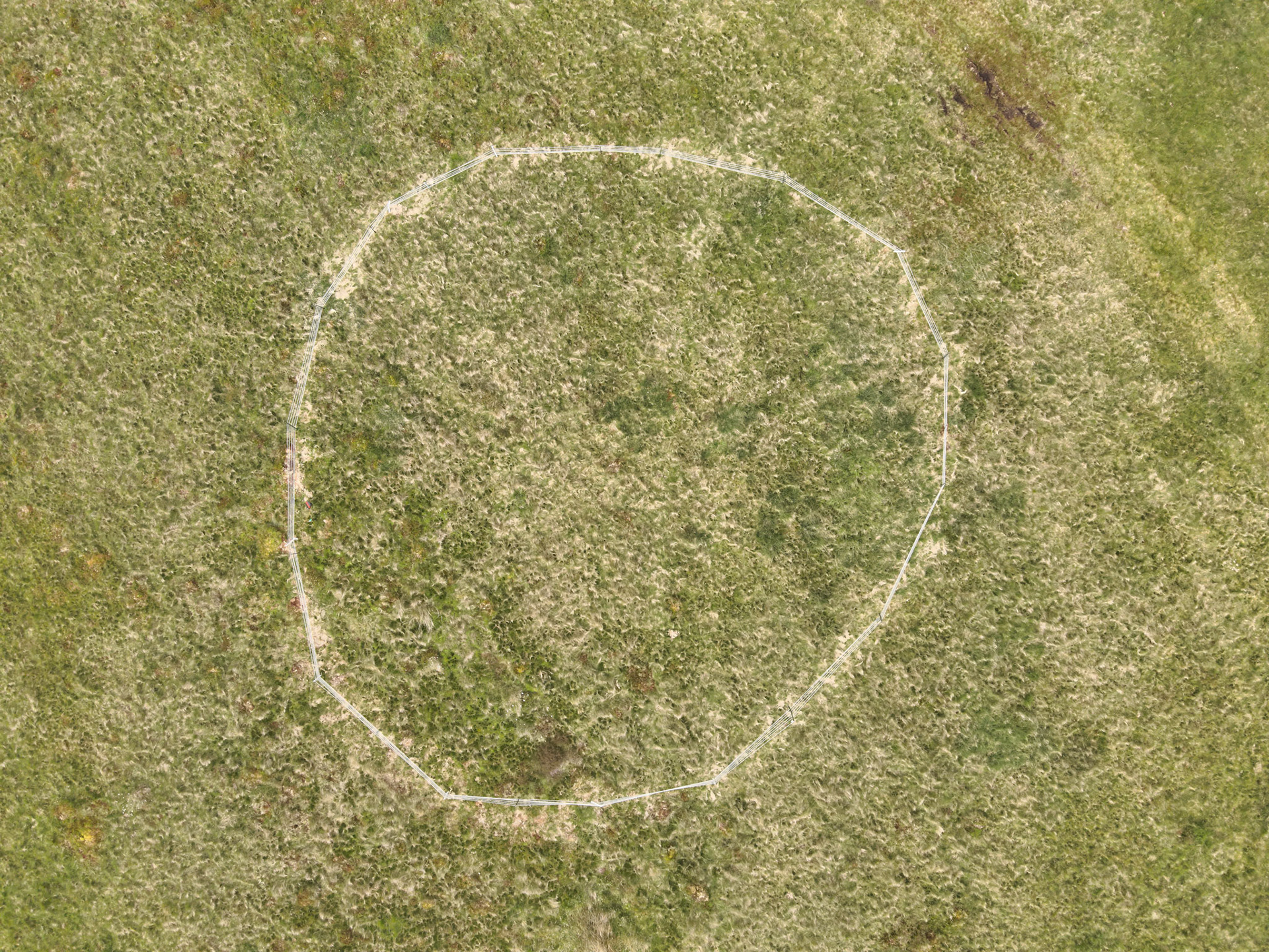 Curlew nest P 6, taken with drone, looking down. Summer, North Wales, UK.