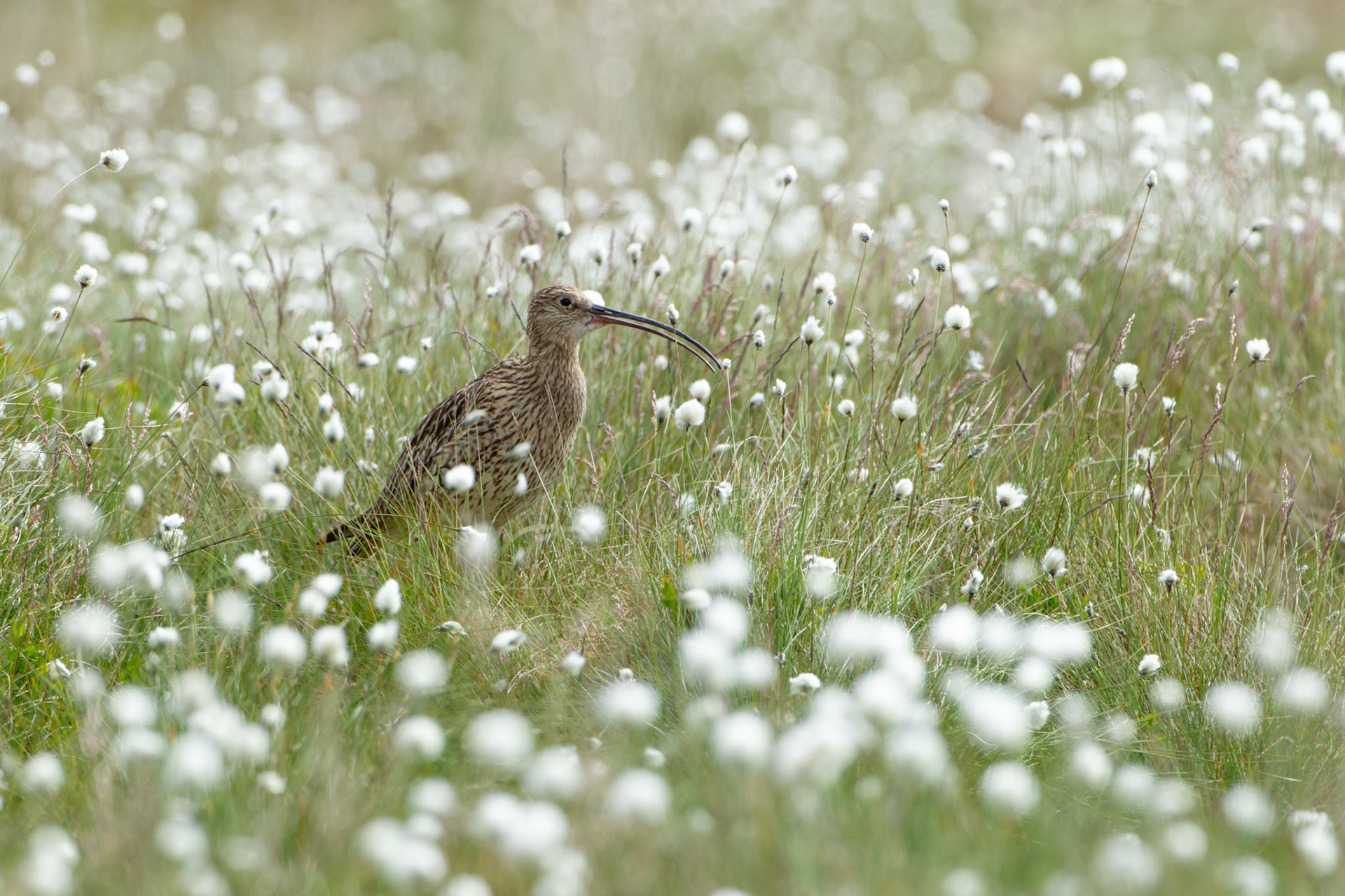 Curlew (Numenius arquata) adult calling in cotton grass. Summer, North Wales, UK.