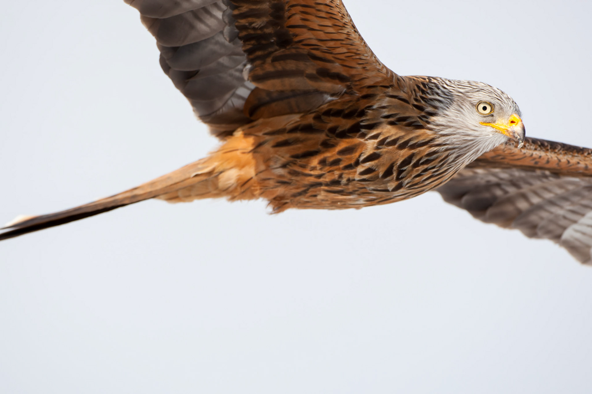 Red kite Milvus Milus,adult in flight  close-up,Powys,March