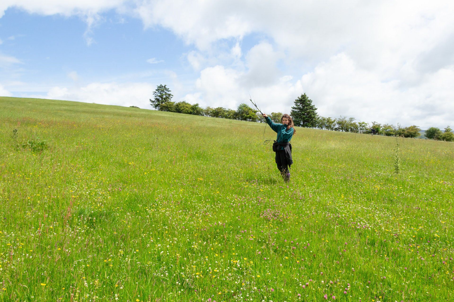 RSPB staff member radio tracking Curlew chicks in hay meadow, . Summer, North Wales, UK.