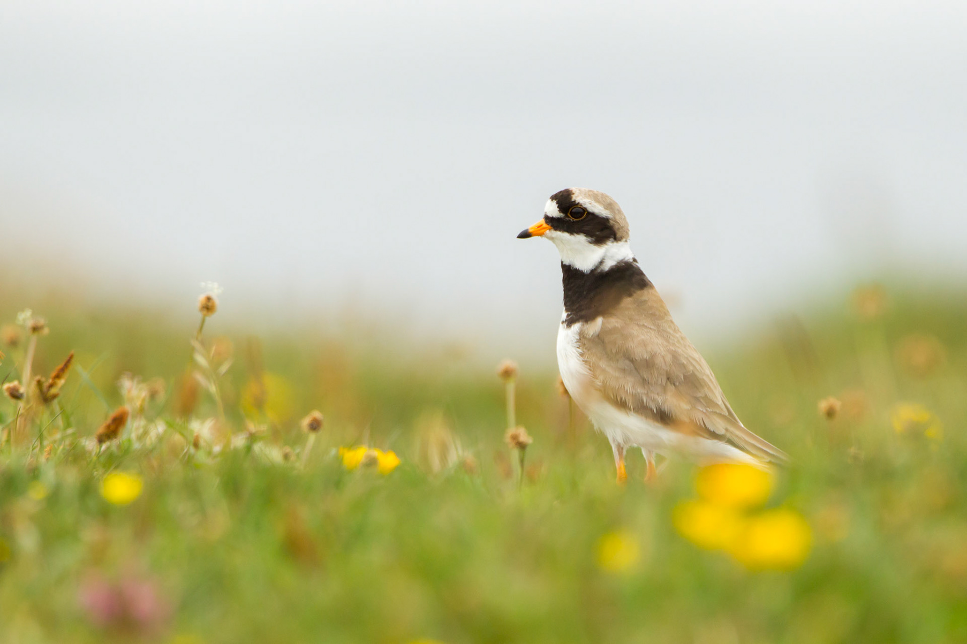 Ringrd Plover, Charadrius hiaticula, standing among wild flowers, RSPB Balranald, North Uist, Outer Hebrides, Scotland, UK