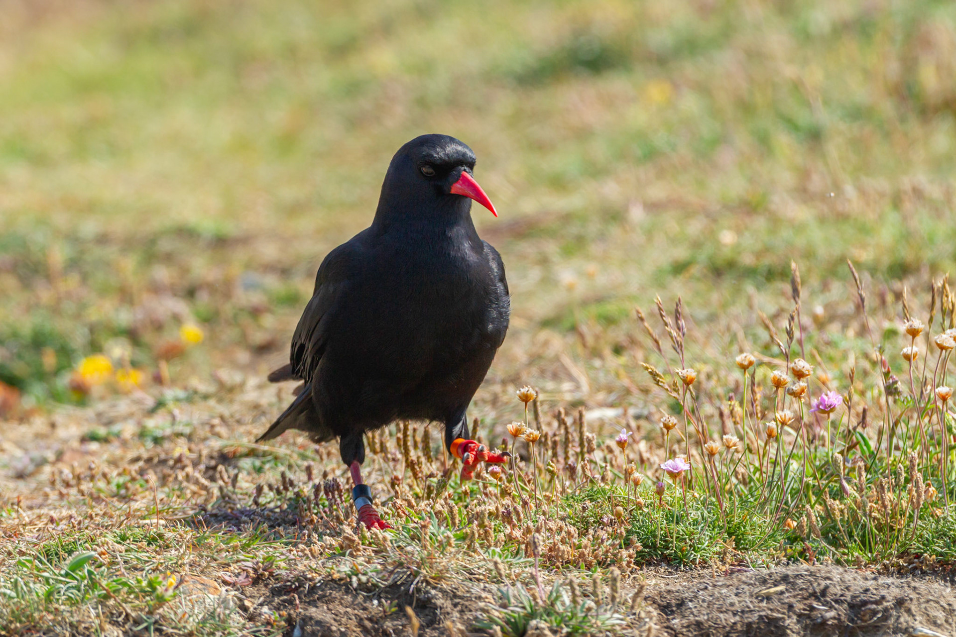 Chough, Pyrrhocorax pyrrhocorax, adult, walking in grass. Summer, South Stack, Anglesey, Wales, UK