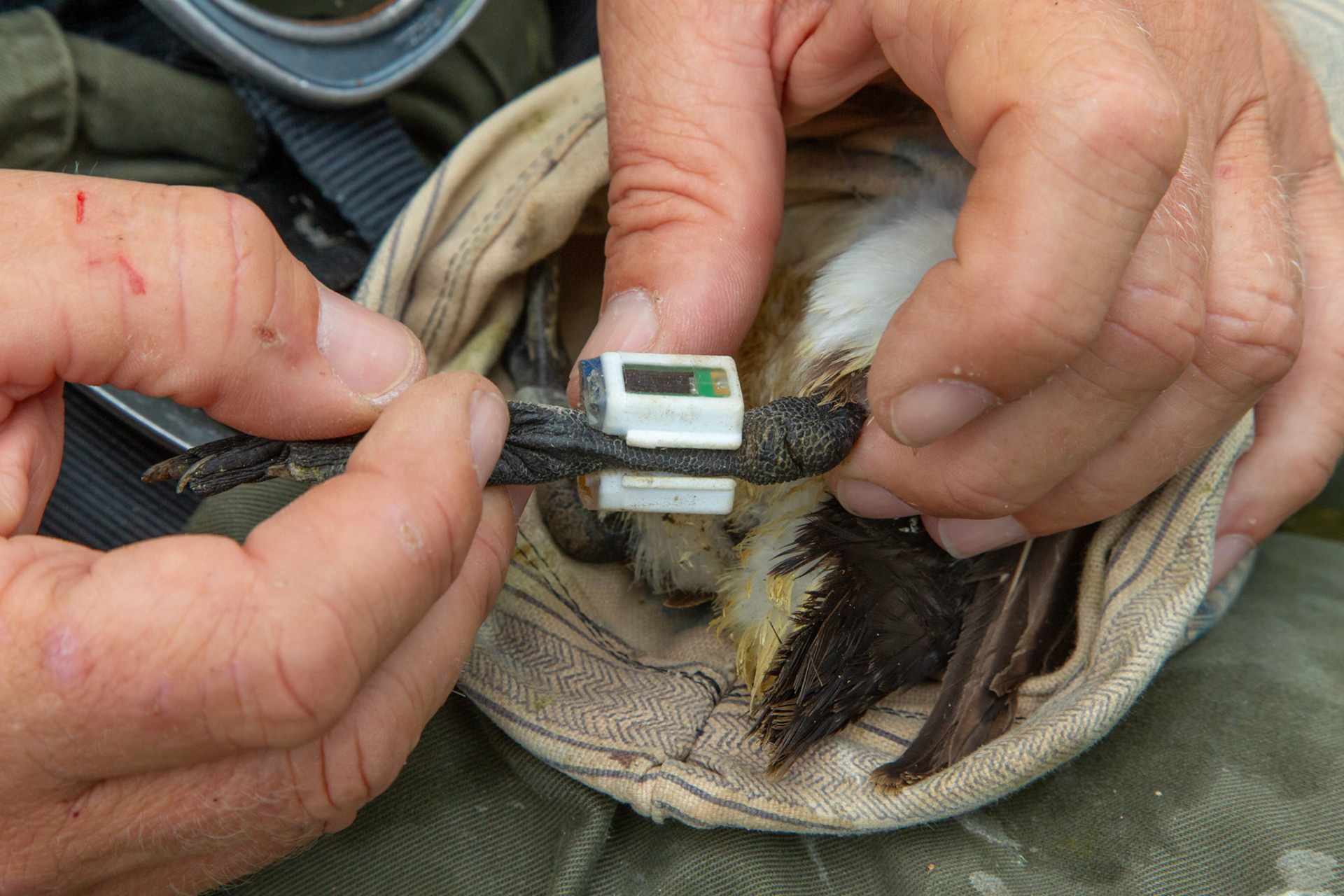 Experimental tag being placed on Guillimot. Summer, RSPB South Stack, Wales, UK