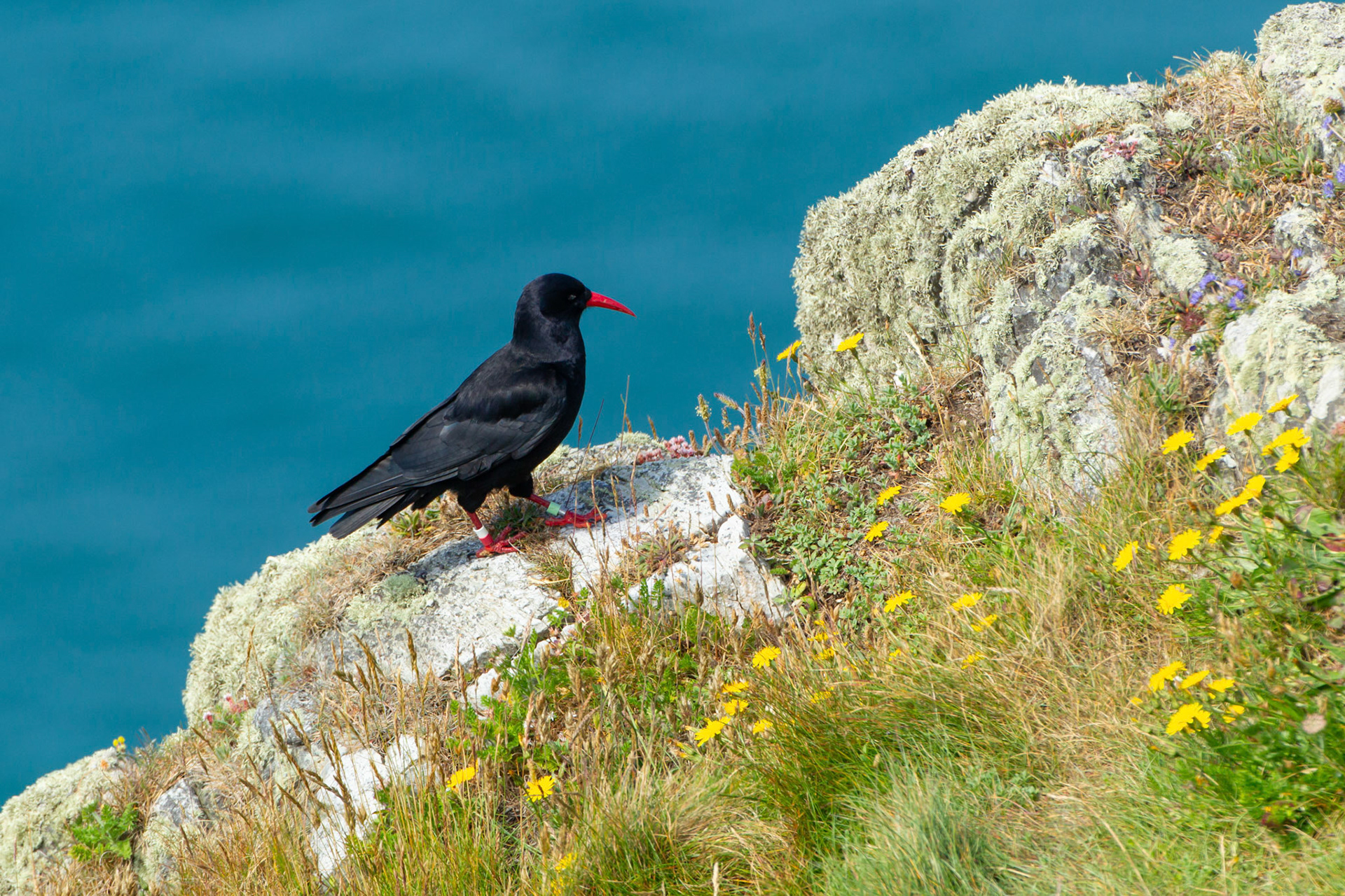 Chough,Pyrrhocorax pyrrhocorax, adult, standing on cliff top, Summer, RSPB South Stack, North Wales, UK
