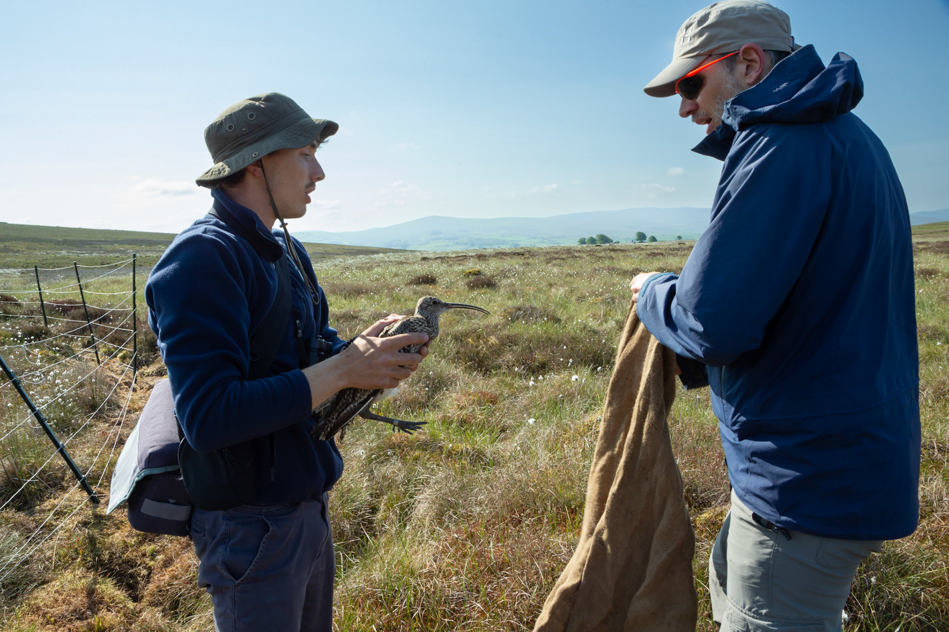 RSPB staff members with adult Curlew, Numenius arquata. Parparing bird for ringing and tagging. North Wales moors, Spring, Wales, UK.