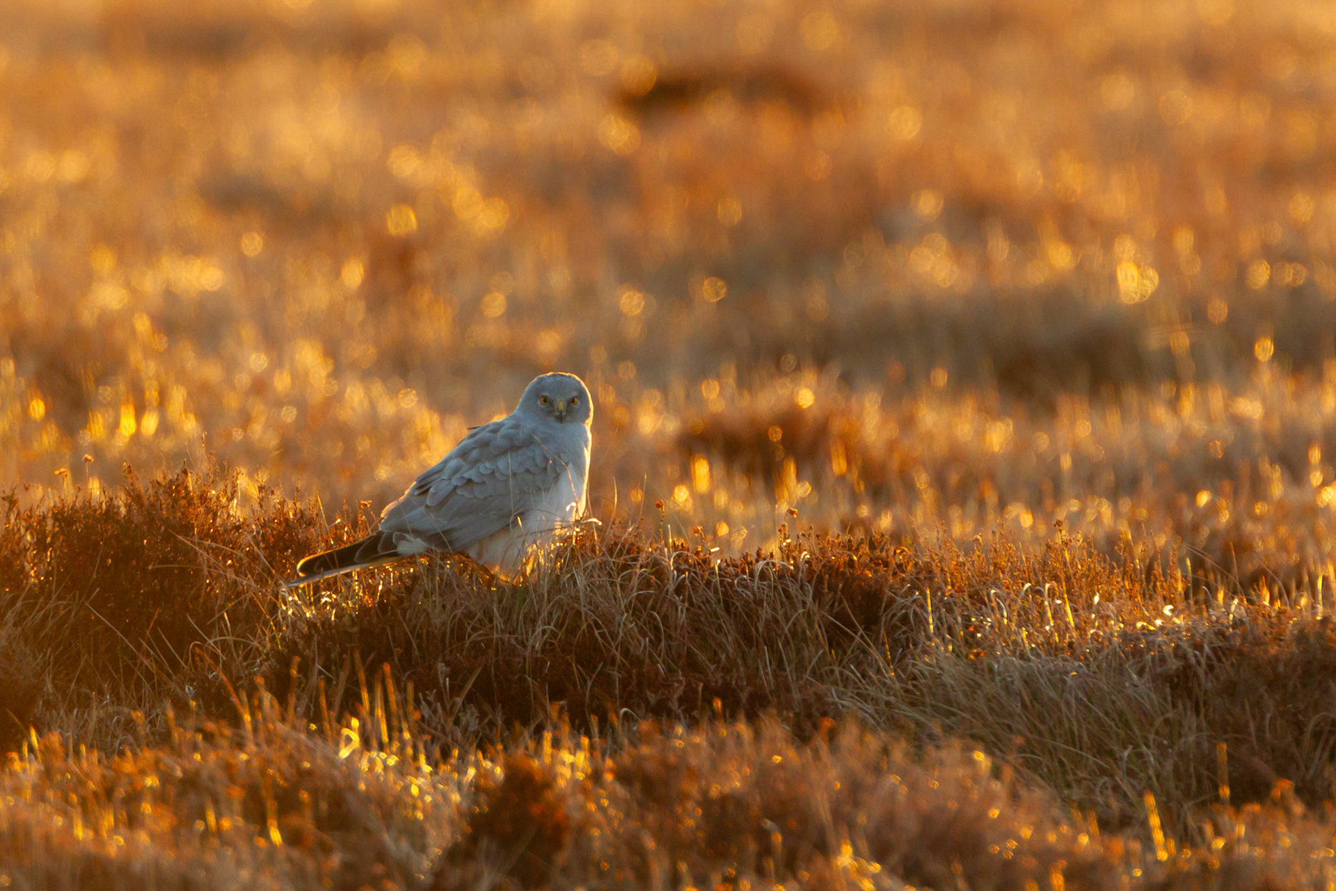 Hen Harrier, Circus cyaneus, male, adult. Sitting on moor in golden morning light. Spring, Wales, UK.