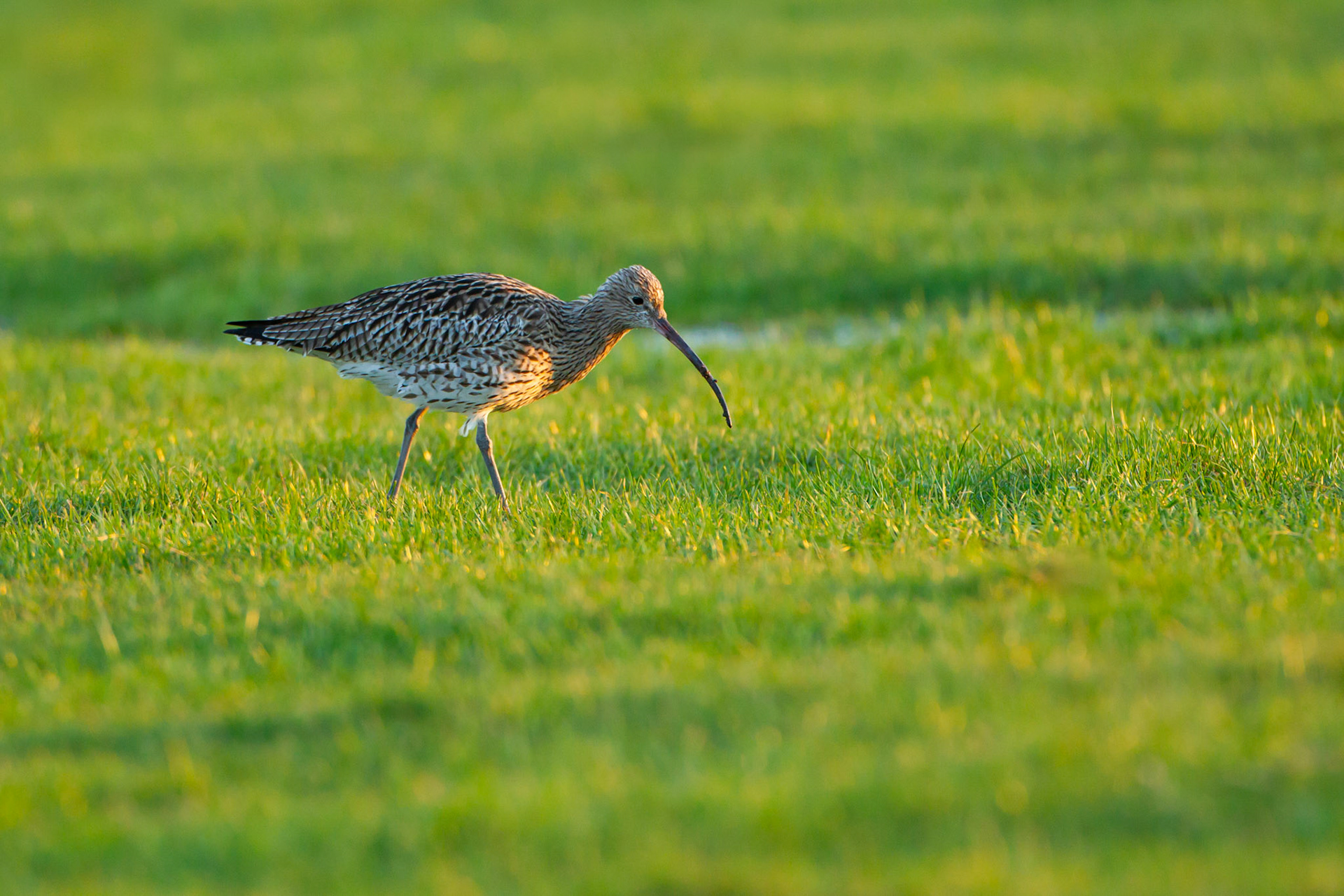 Curlew, Numenius arquata, Adult, waliking in evening light, Spring, Wales, UK
