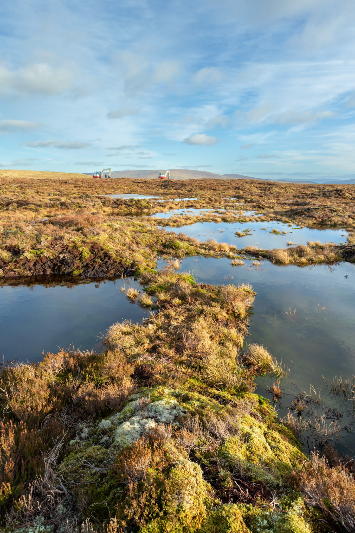 Peatland restoration pools with diggers in the background. Winter, Migneint moors, North Wales, UK (portrait orientation).