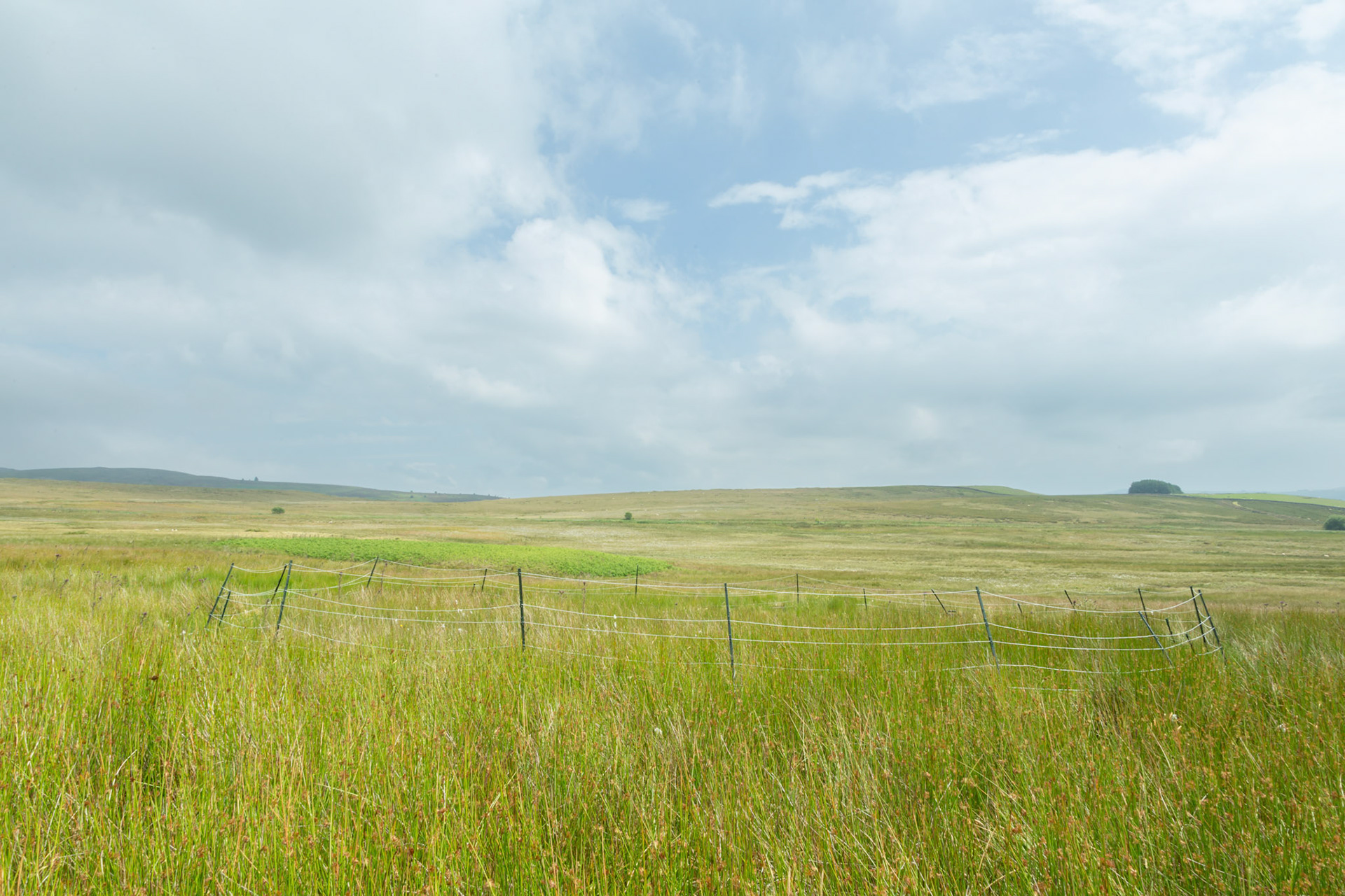 Curlew nest P 9, taken at ground level, Summer, North Wales, UK.
