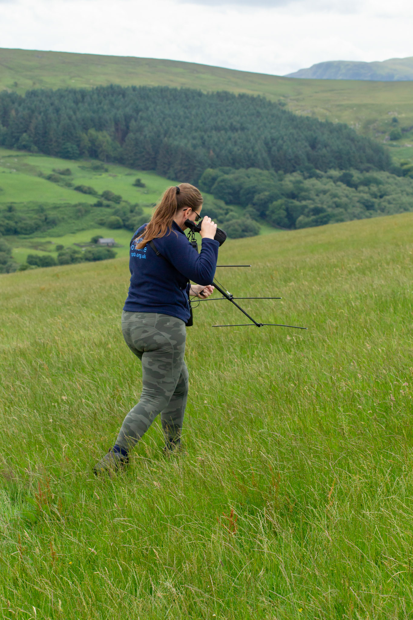 RSPB staff member with radio receiver, trying to find Curlew chick. Summer, North Wales, UK.