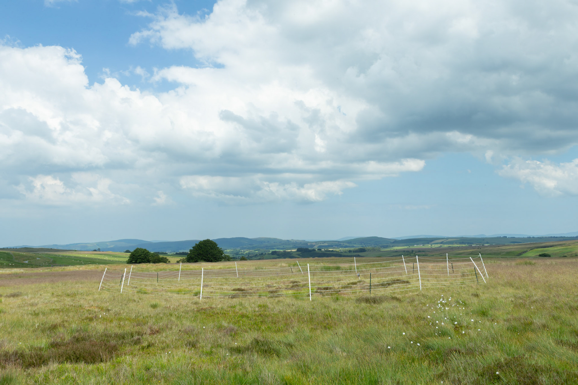 Curlew nest GD 2, taken at ground level, Summer, North Wales, UK.