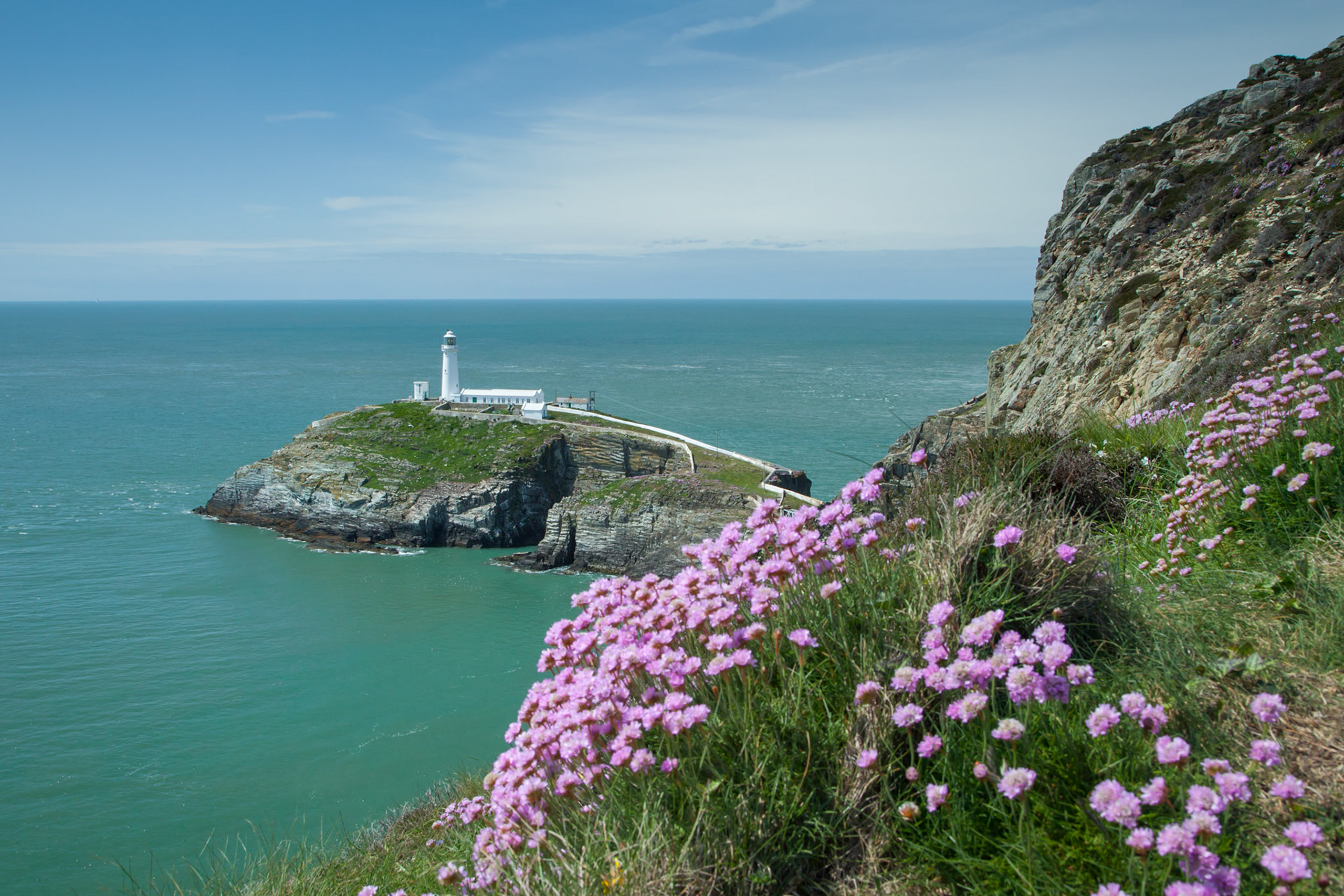 South Stack lighthouse and sea thrift, Summer, Anglesey, Wales, UK