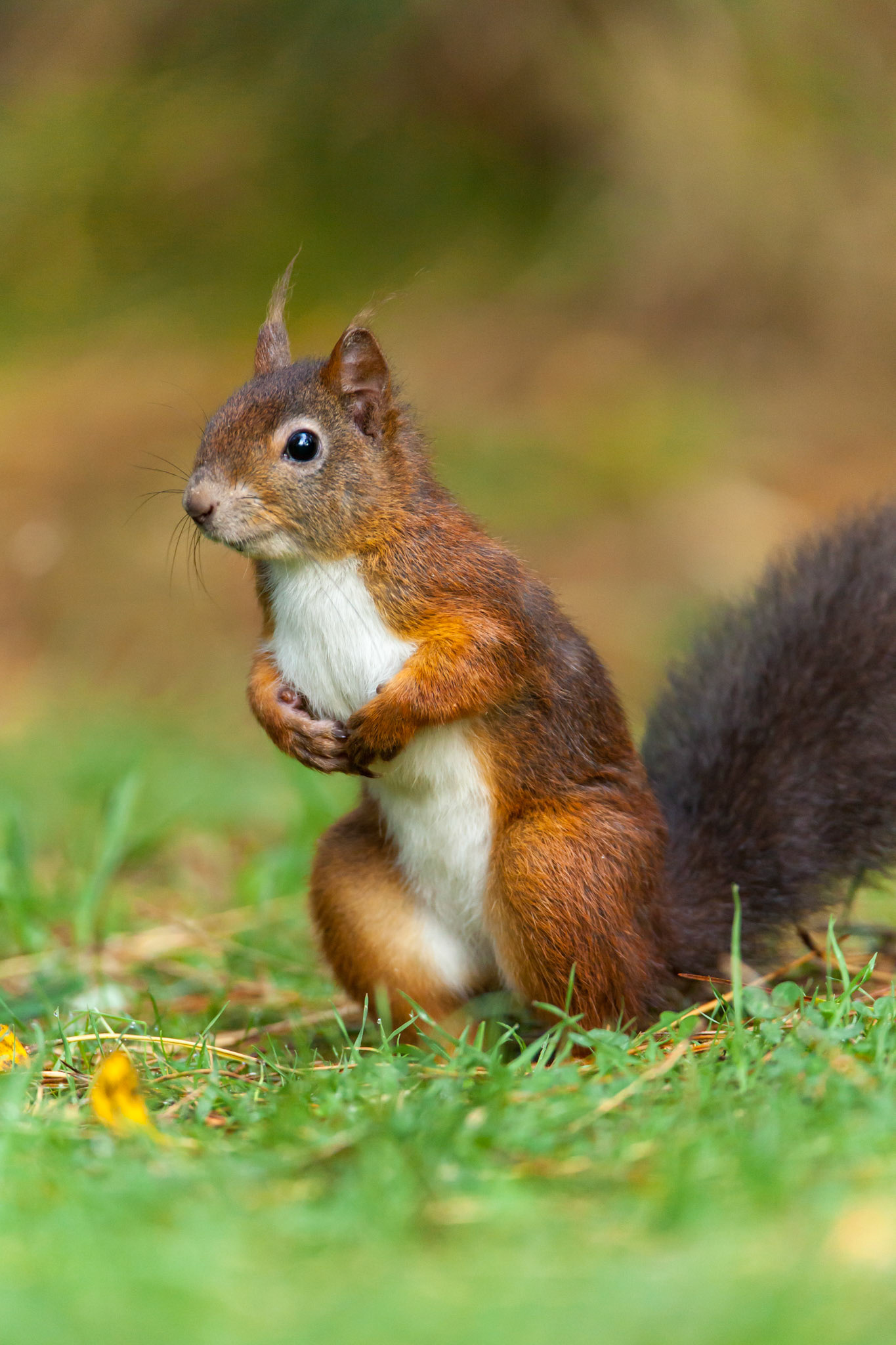Red Squirrel, Sciurus vulgaris, adult, one, standing in grass. Autumn, Wales, UK.