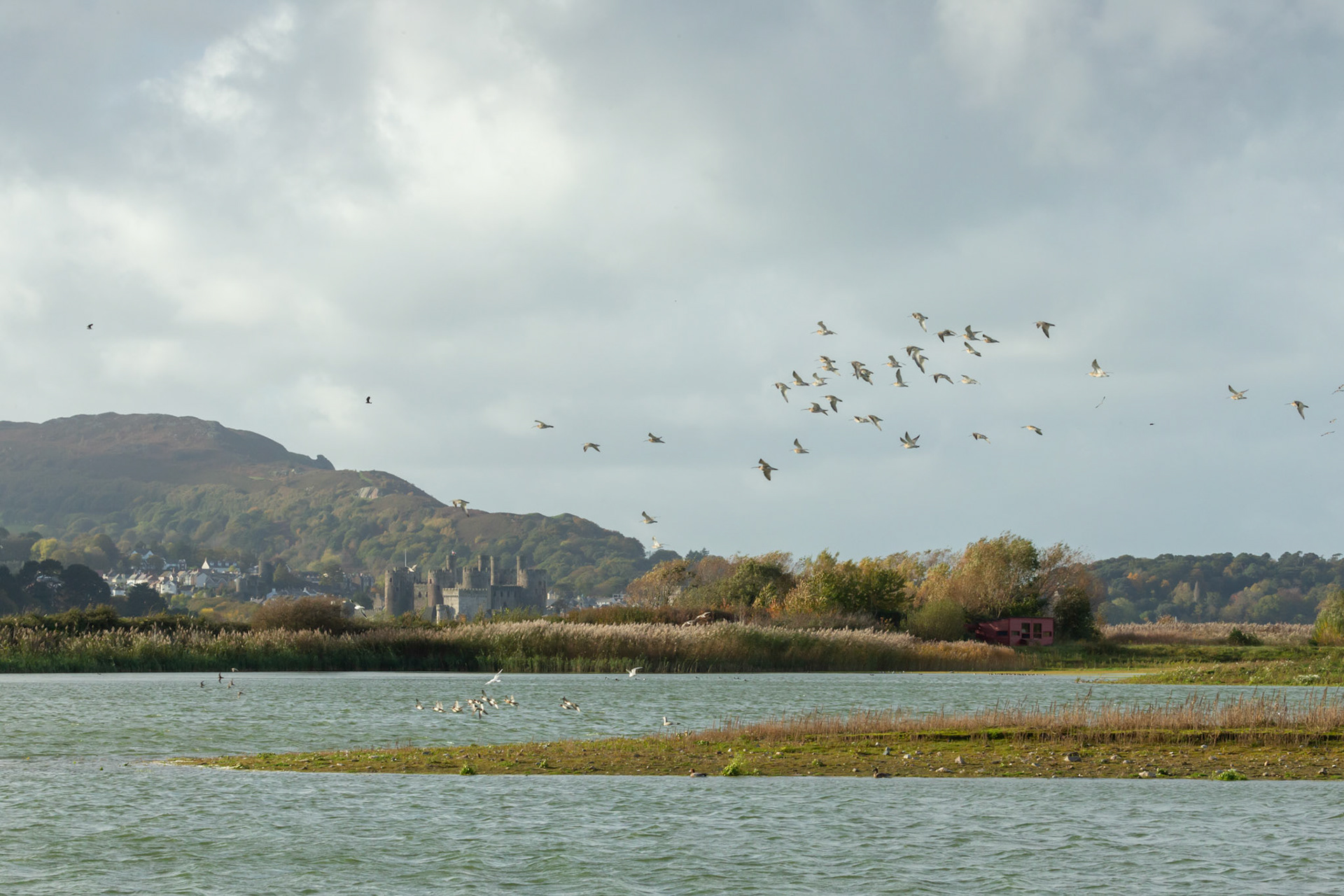 Flock of Curlews, adults, Numenius arquata, in flight over lagoon at RSPB Conwy, Autumn, North Wales, UK.