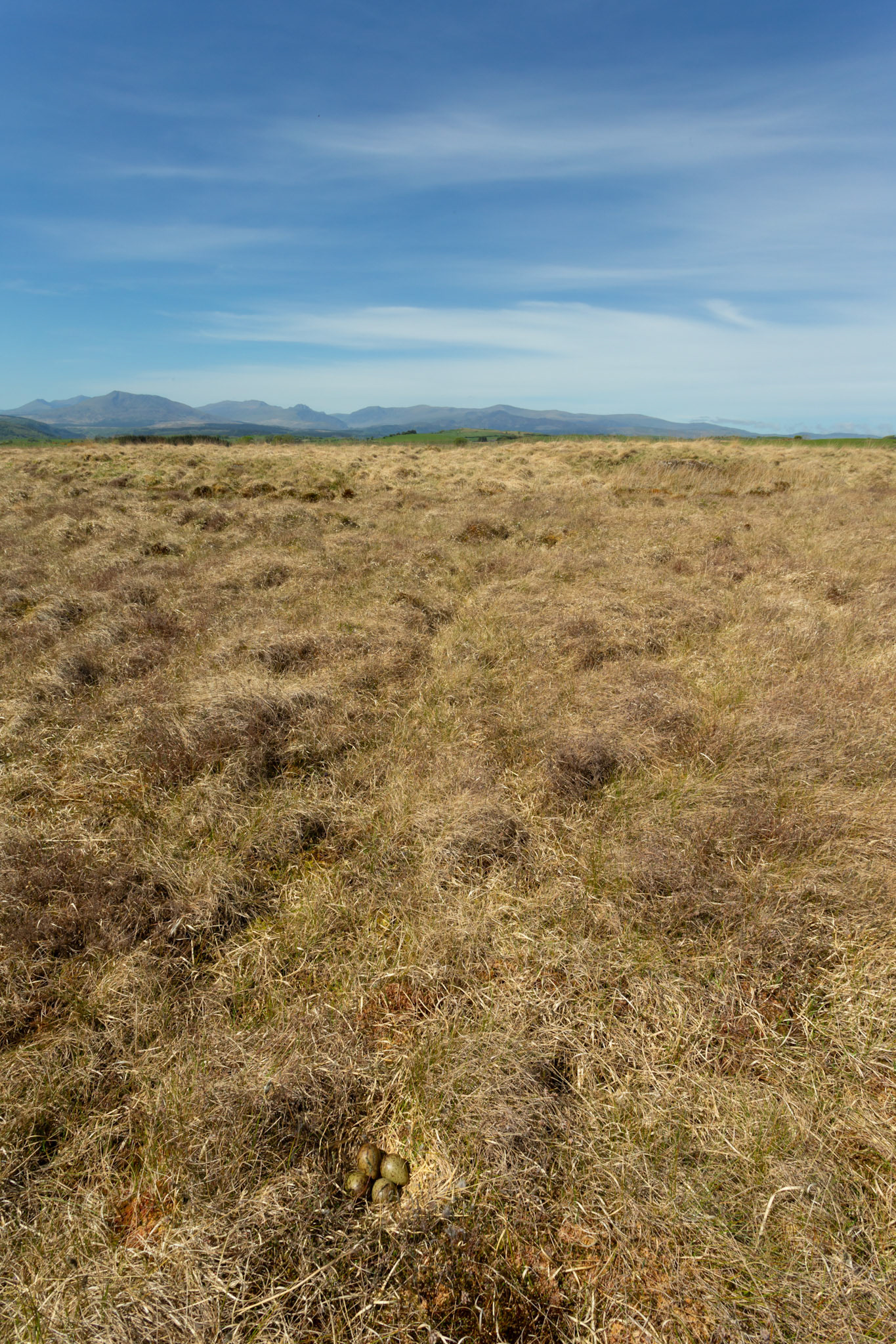 Curlew nest with mountains of Snowdonia in the background. Spring, North Wales, UK.