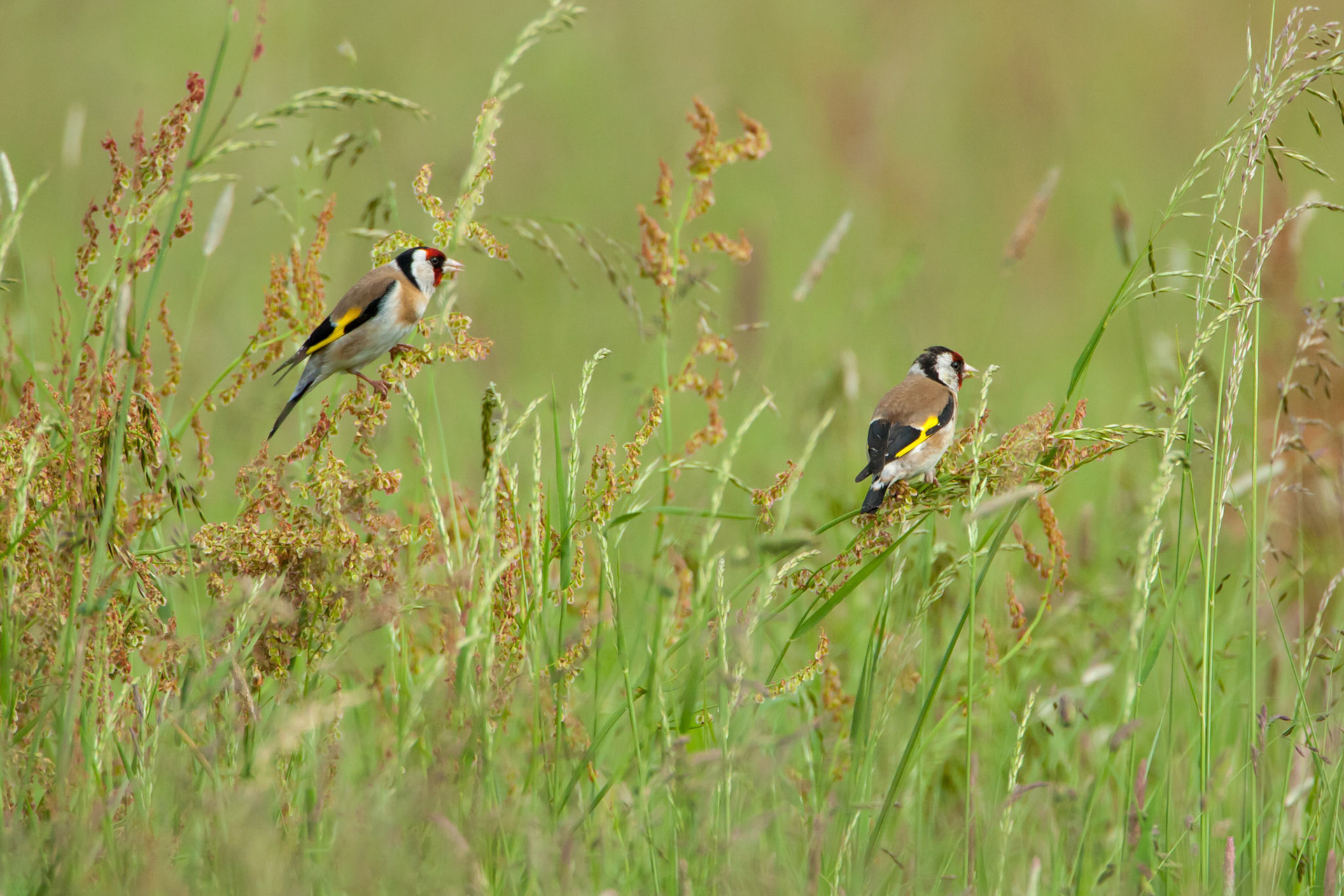 goldfinches in wildflower meadow