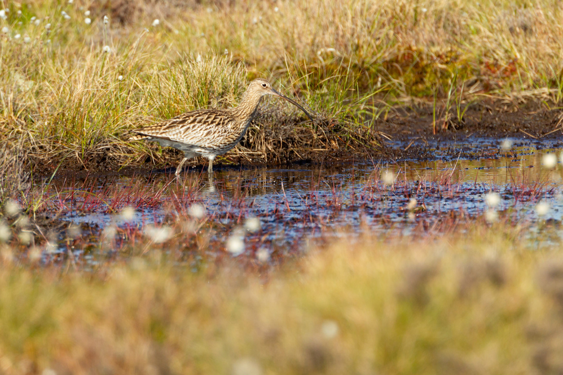 Curlew (Numenius arquata) adult, female, feeding in RSPB created pool. Spring, North Wales, UK.