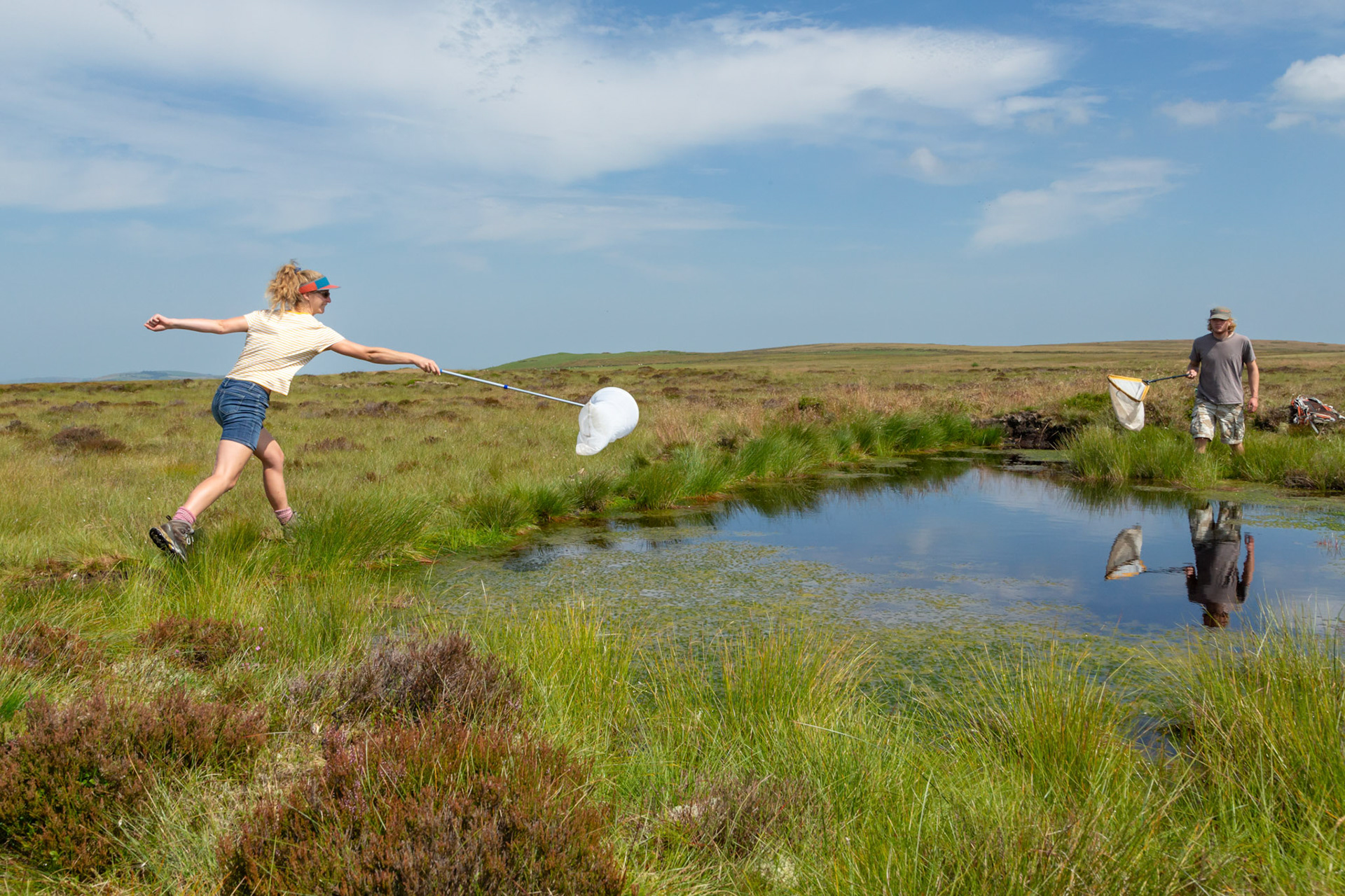 RSPB volunteers trying to catch dragonflies at pool on North Wales moors. With reflections. Summer, North Wales, UK