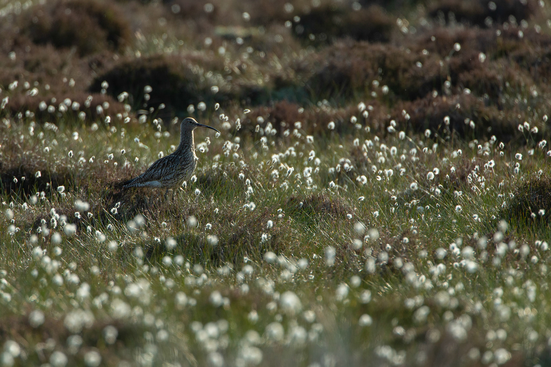 Curlew, adult, Numenius arquata, standing in cotton grass. Spring, North Wales, UK.