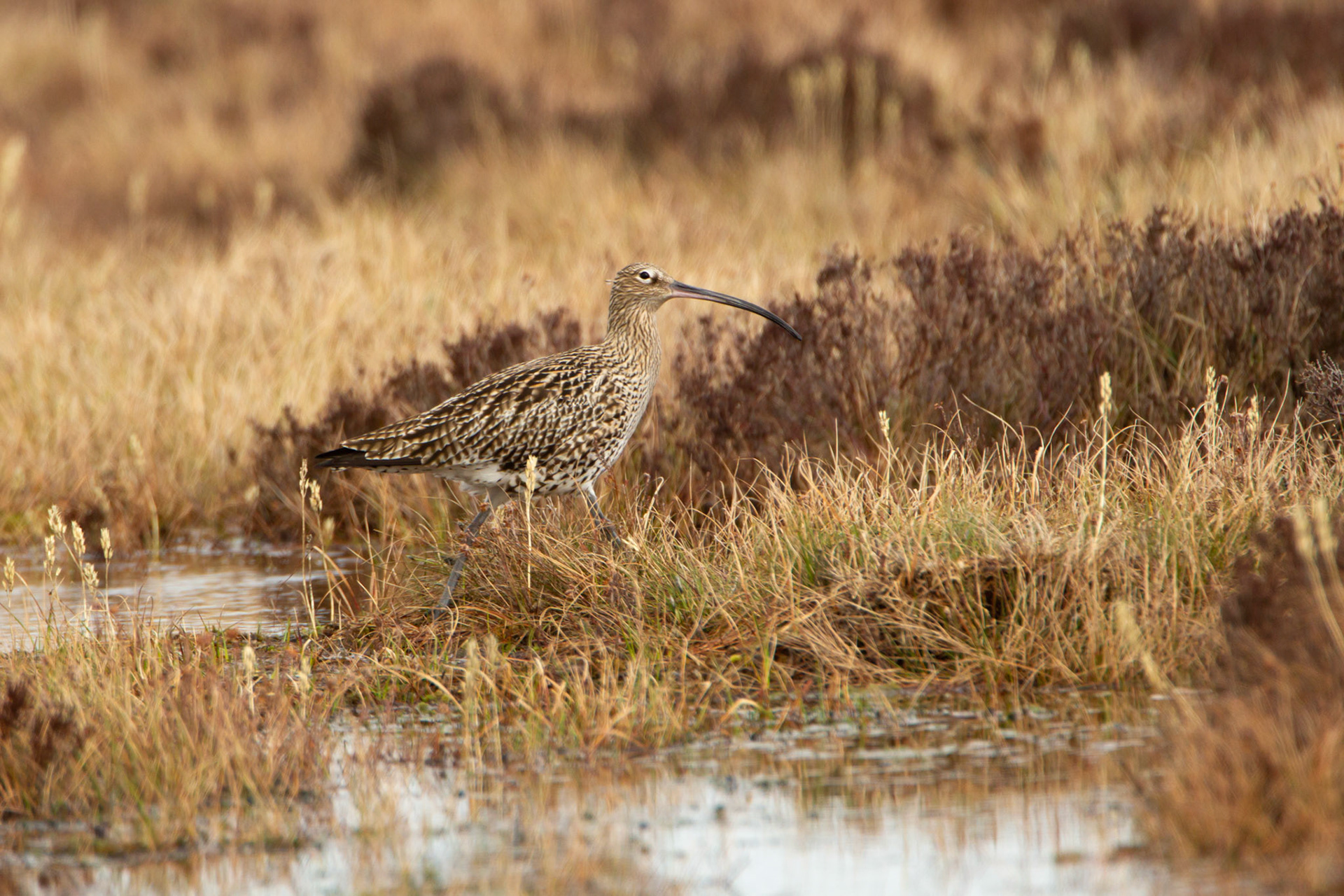 Curlew, adult, walking next to moorland pool, spring, North Wales, UK.