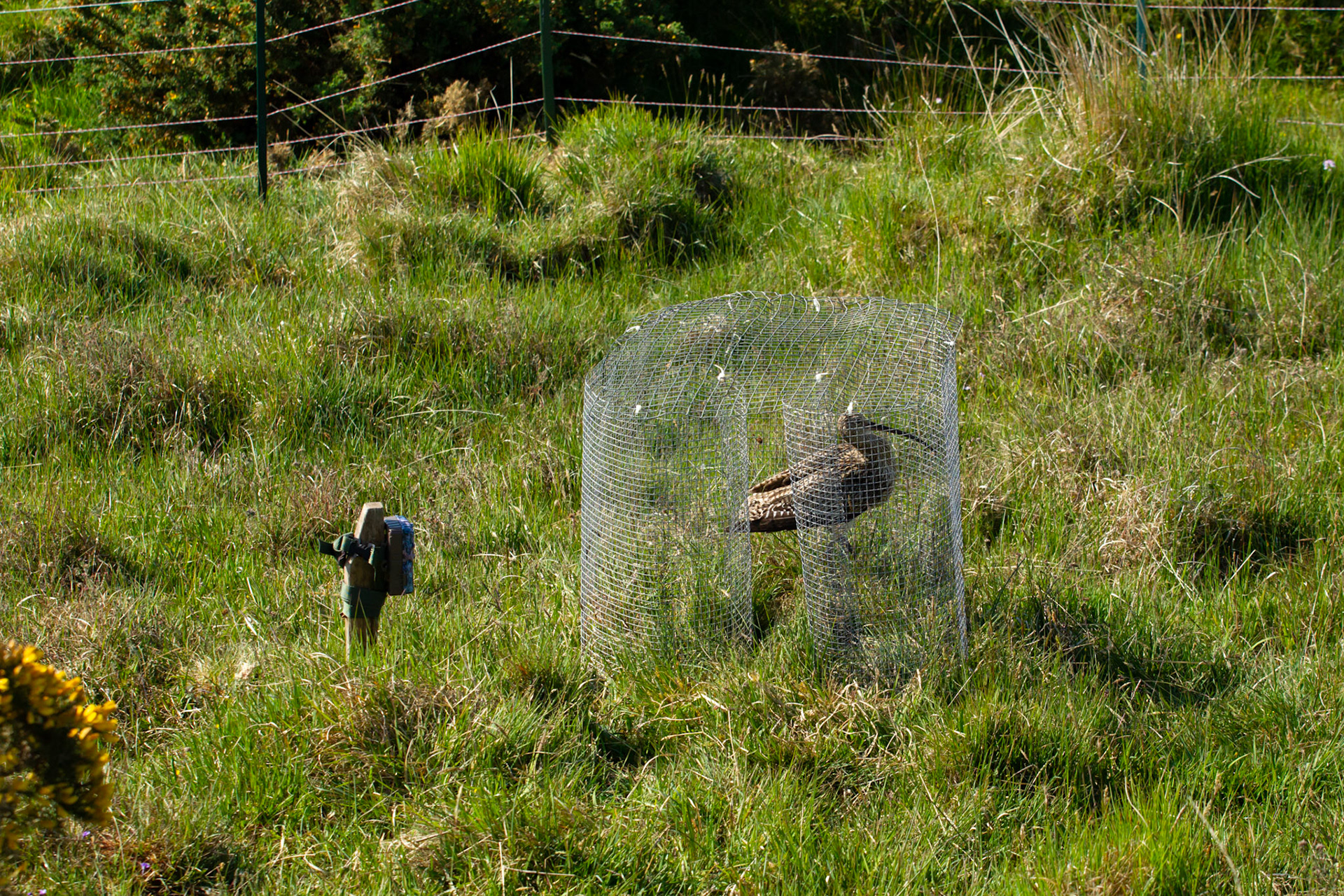 Curlew, adult, Numenius arquata, female, in adult trap, awaiting recovery by RSPB staff. Spring, North Wales moors, Wales, UK.