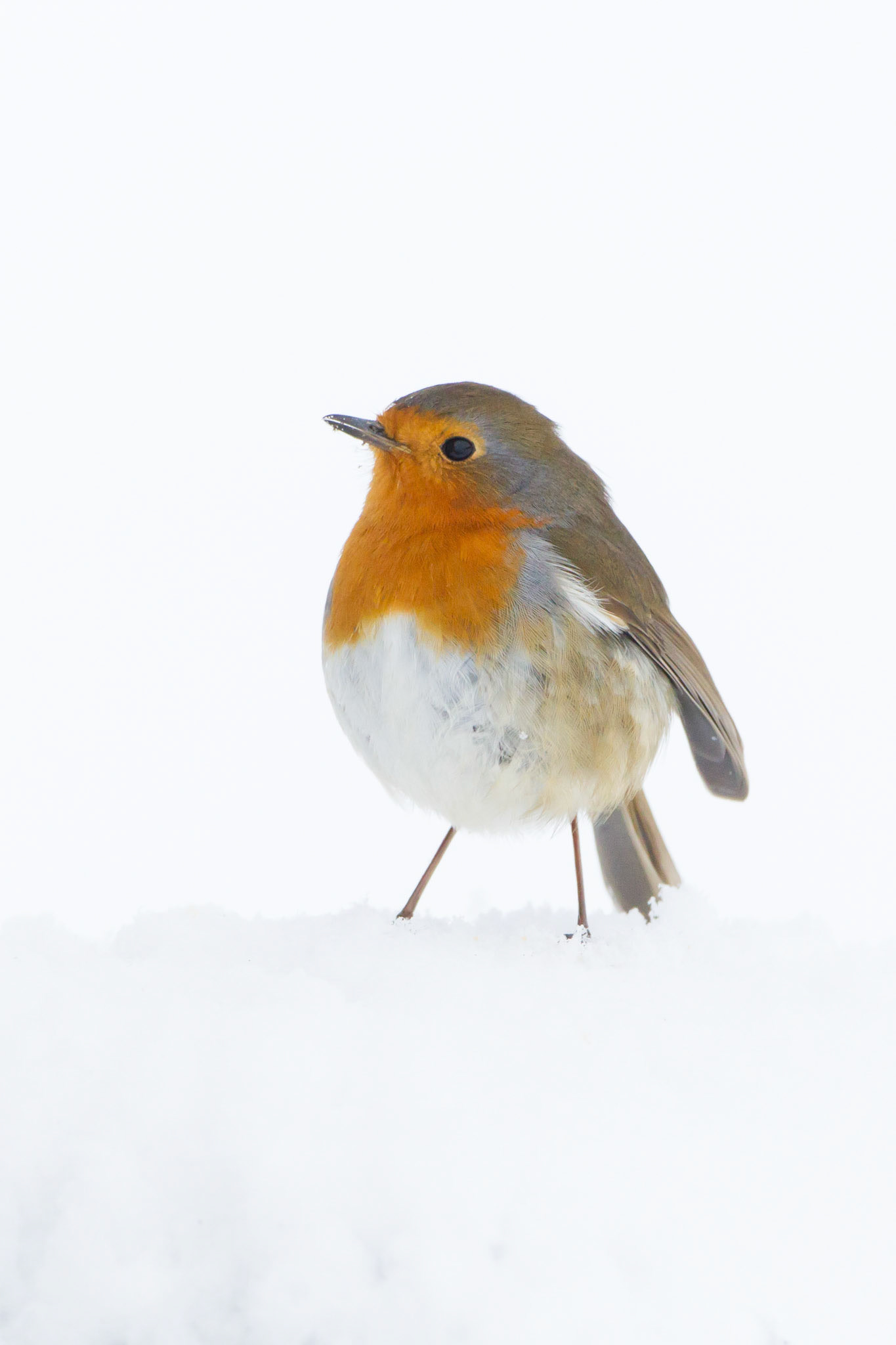 Robin, Erithacus rubecula, adult, standing in snow against snowy background, winter, Powys, Wales, UK