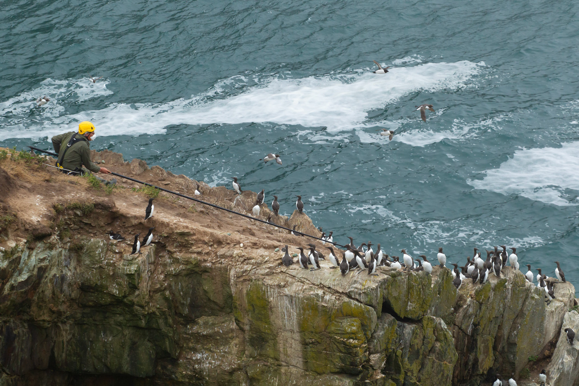 RSPB staff catching adult Guillimot, Uria aalge, for tagging. RSPB South Stack, Summer, Anglesey, North Wales, UK.