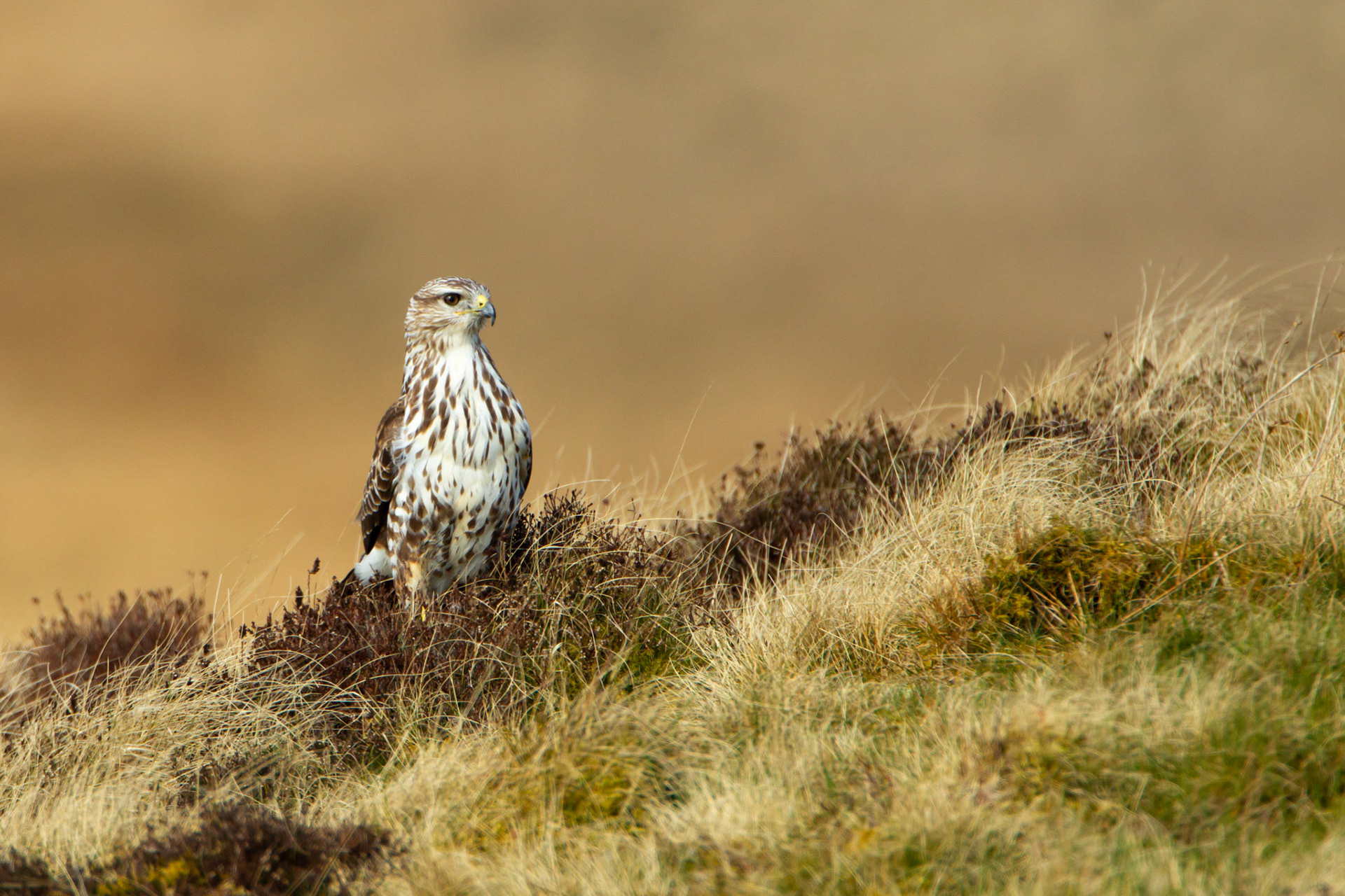 Buzzard, Buteo buteo, adult, standing on moorland Spring, Mid Wales, UK.