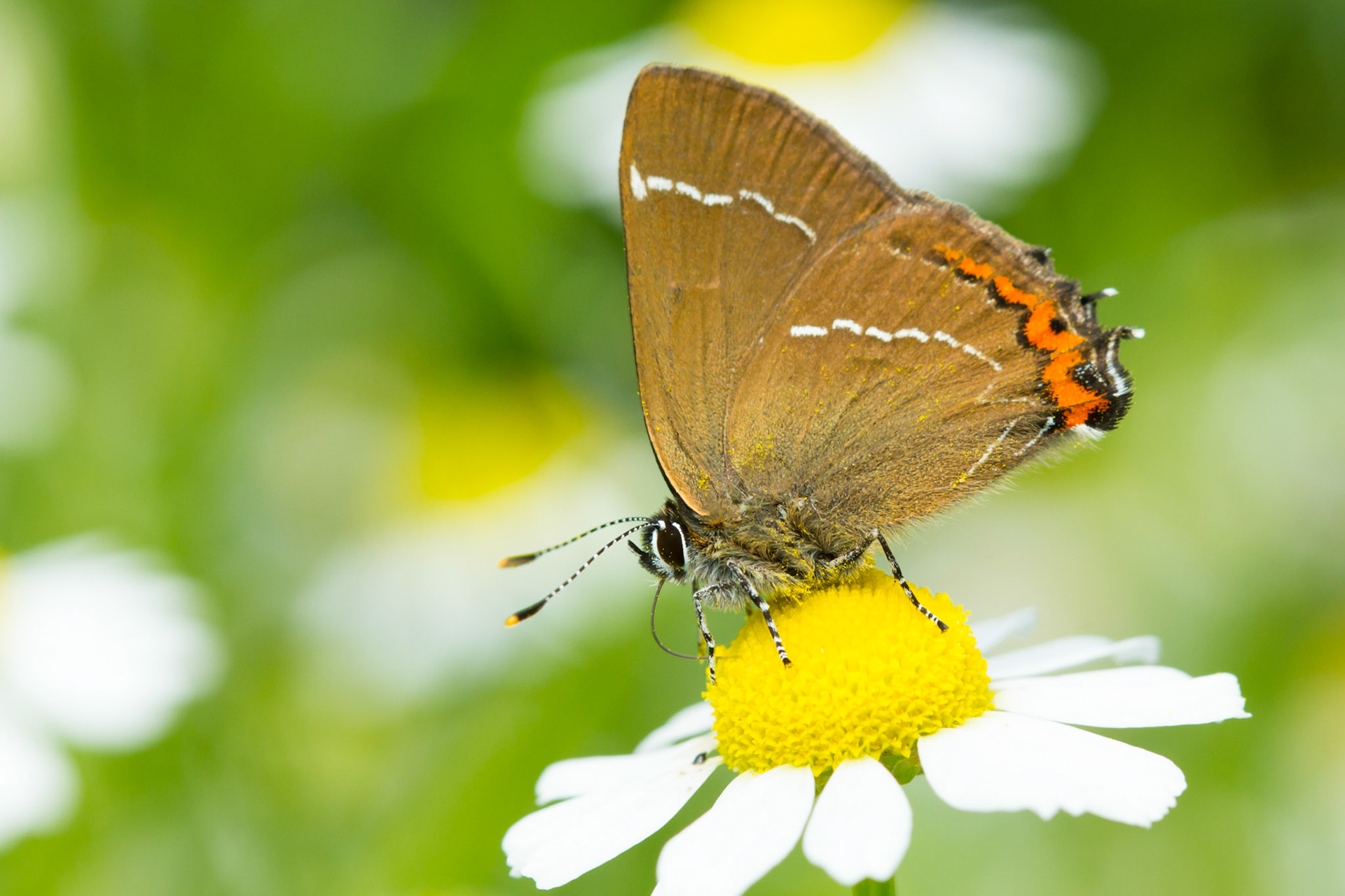 White-Letter Hairstreak, Satyrium w-album, feeding on daisy, summer, North Wales, UK