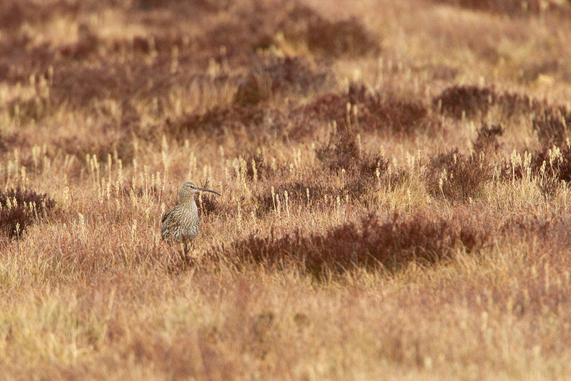 Curlew, adult, on moor, spring, North Wales, UK.