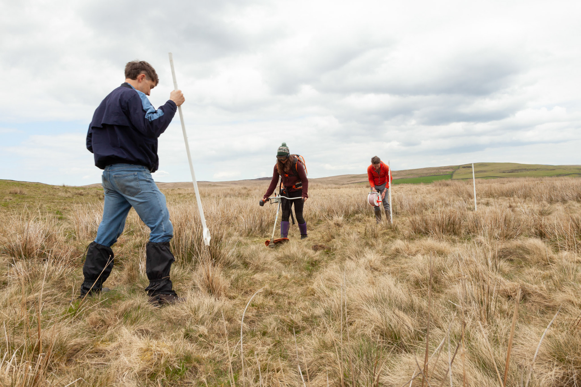 RSPB staff members brush cutting in preparation for constructing predator fencing for Curlew nest on North Wales moors, Spring, Wales, UK.