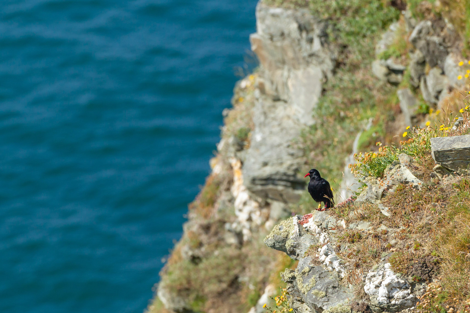 Chough, Pyrrhocorax pyrrhocorax, standing on cliff with sea in the background. Summer, South Stack, Anglesey, Wales, UK