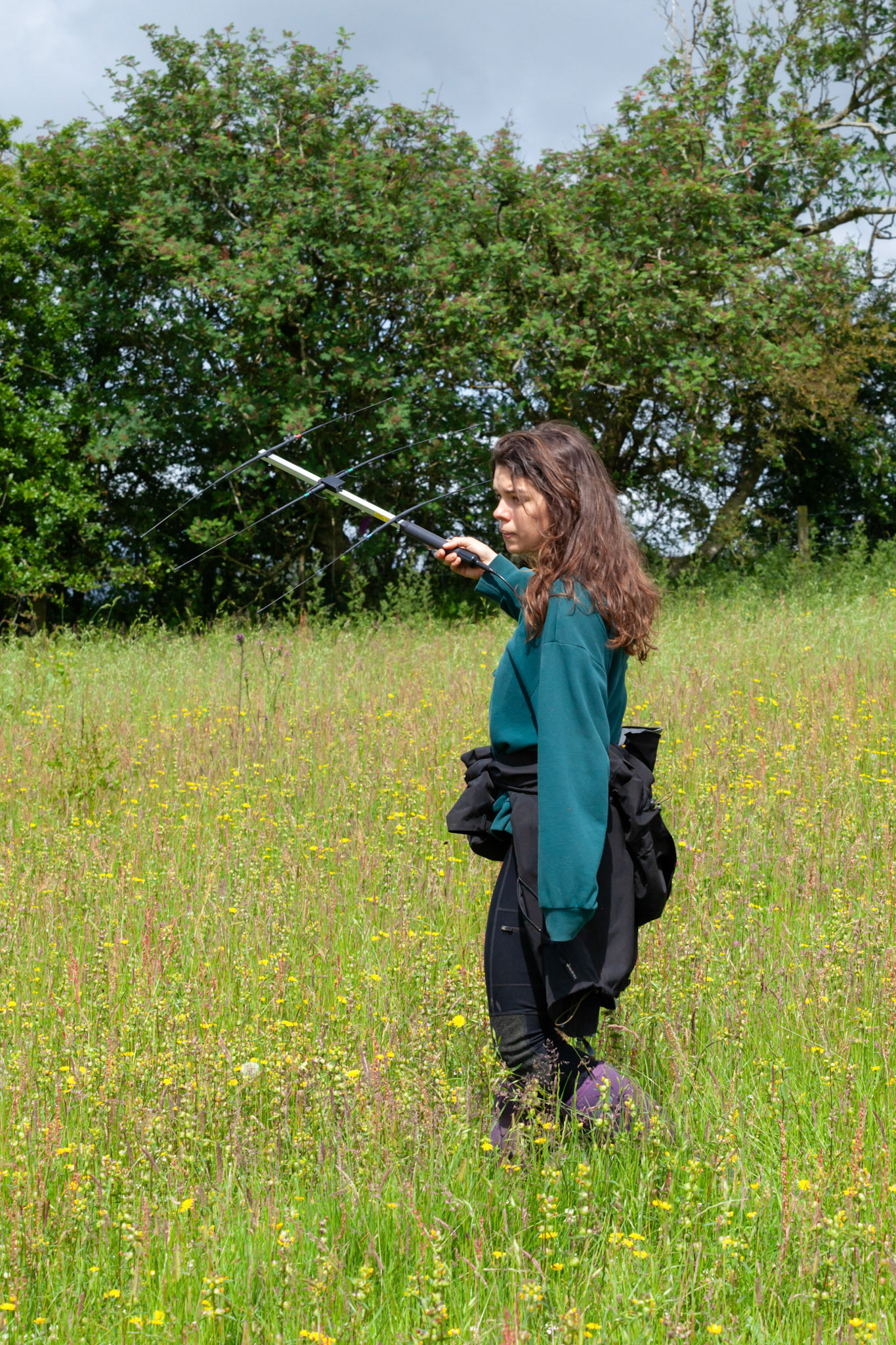 RSPB staff member radio tracking Curlew chicks in hay meadow (portrait). Summer, North Wales, UK.