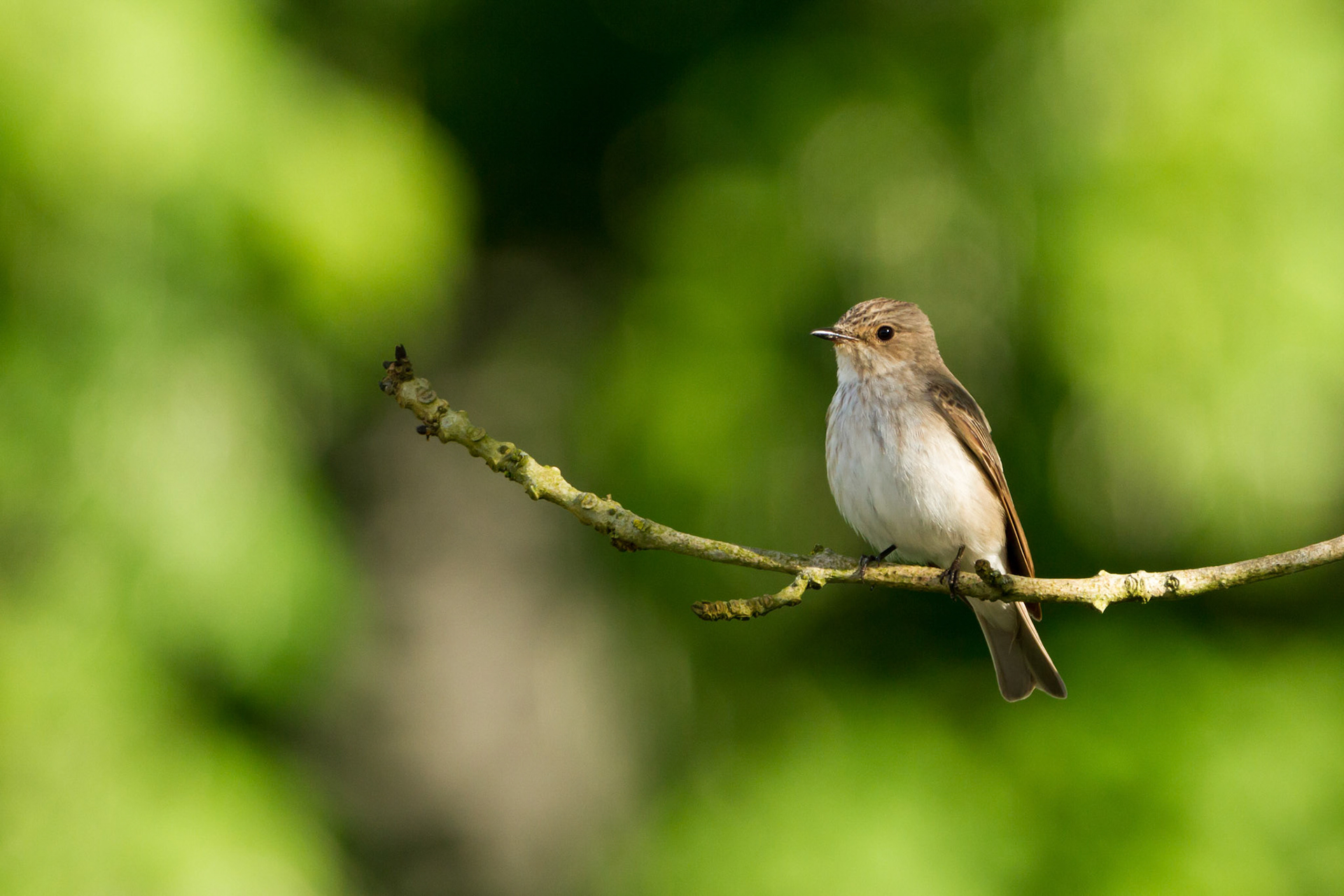 Spotted Flycatcher, adult, on perch in evening light, summer, Powys, Wales, UK