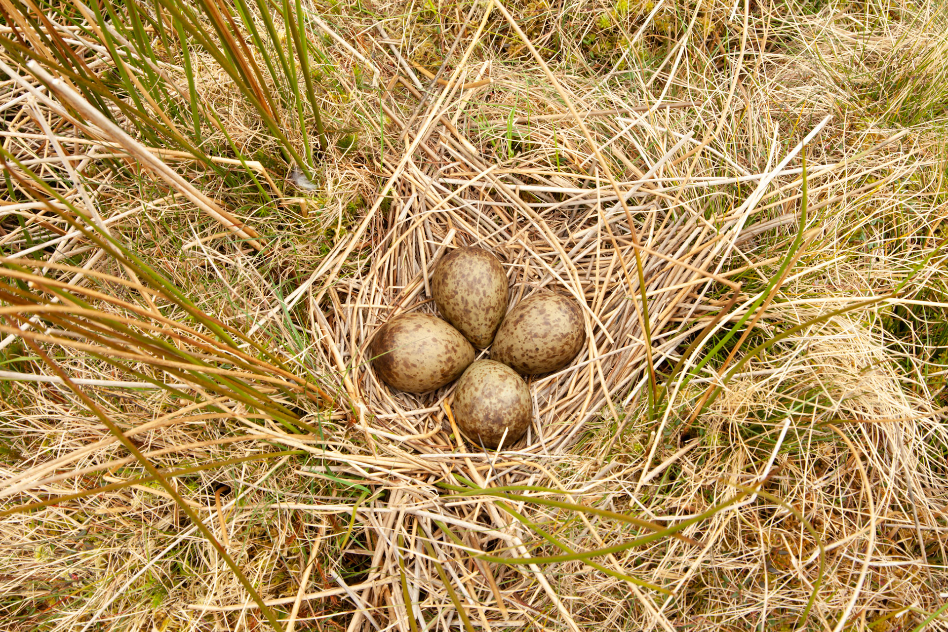 Curlew nest with eggs, Spring, North Wales moor, North Wales, UK.