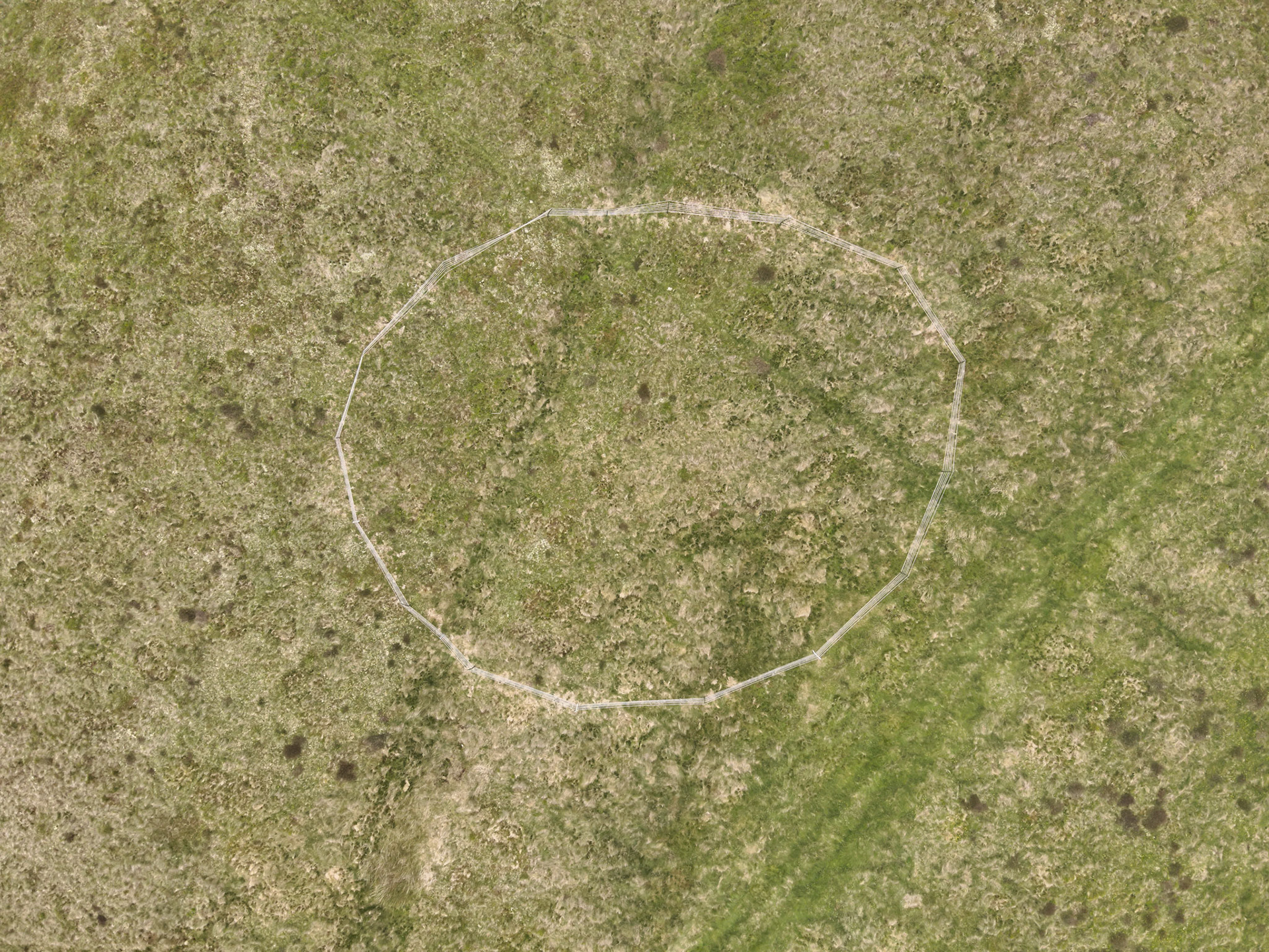Curlew nest GD 1, taken with drone, looking down. Summer, North Wales, UK.