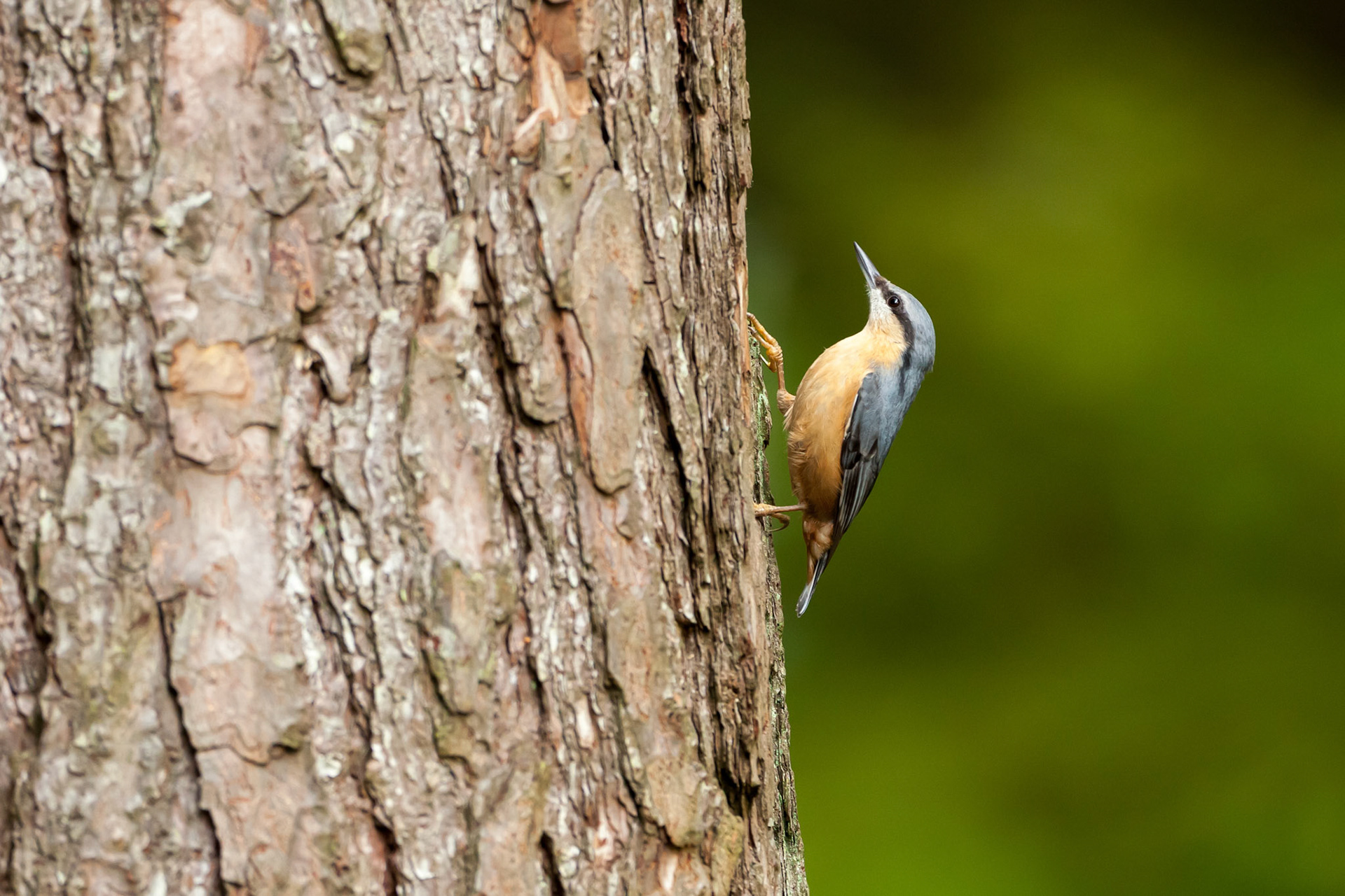 Nuthatch, Sitta Europaea, adult, on tree trunk, summer, Wales, UK