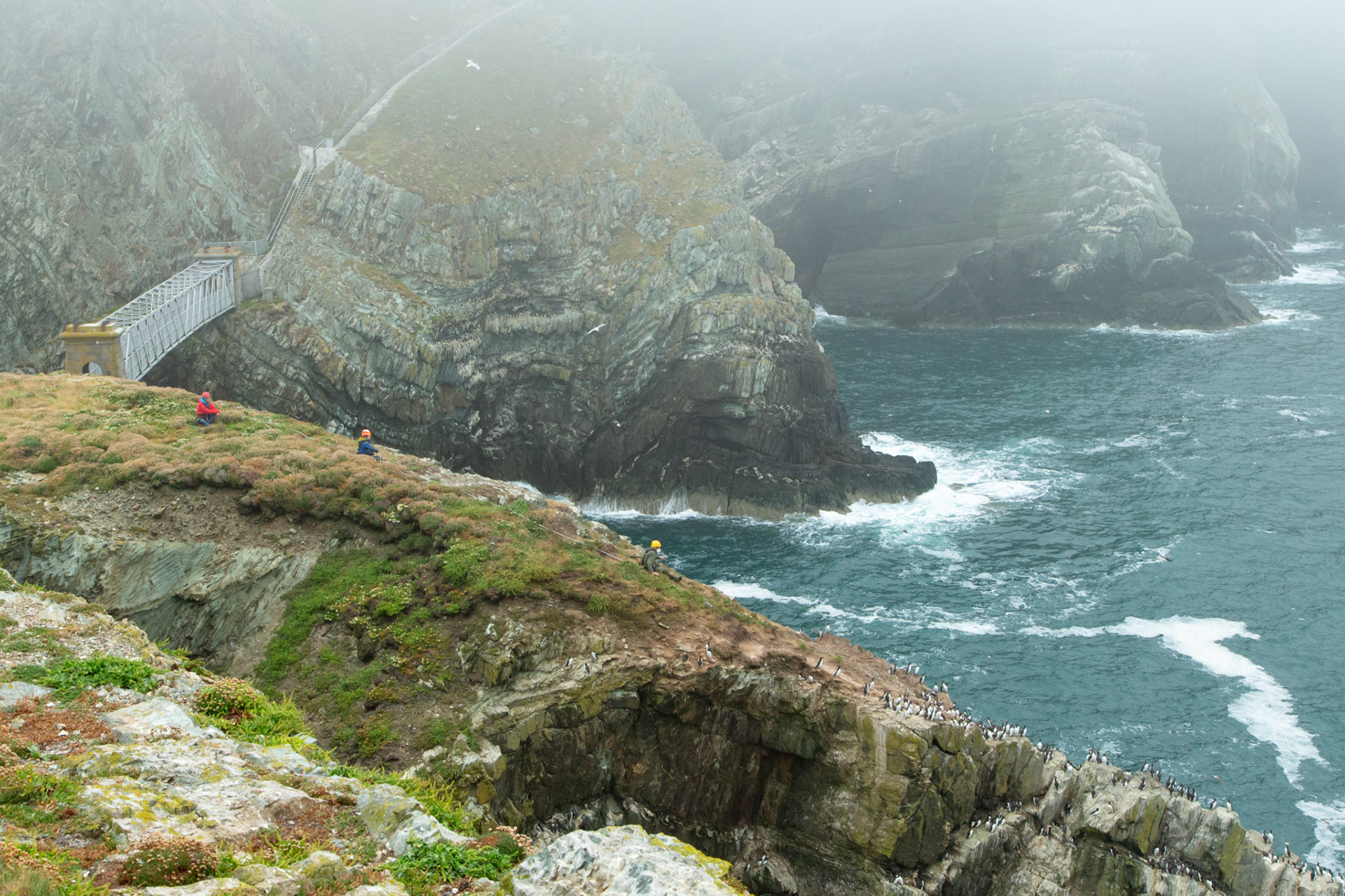 RSPB staff catching adult Guillimot, Uria aalge, for tagging. RSPB South Stack, Summer, Anglesey, North Wales, UK.