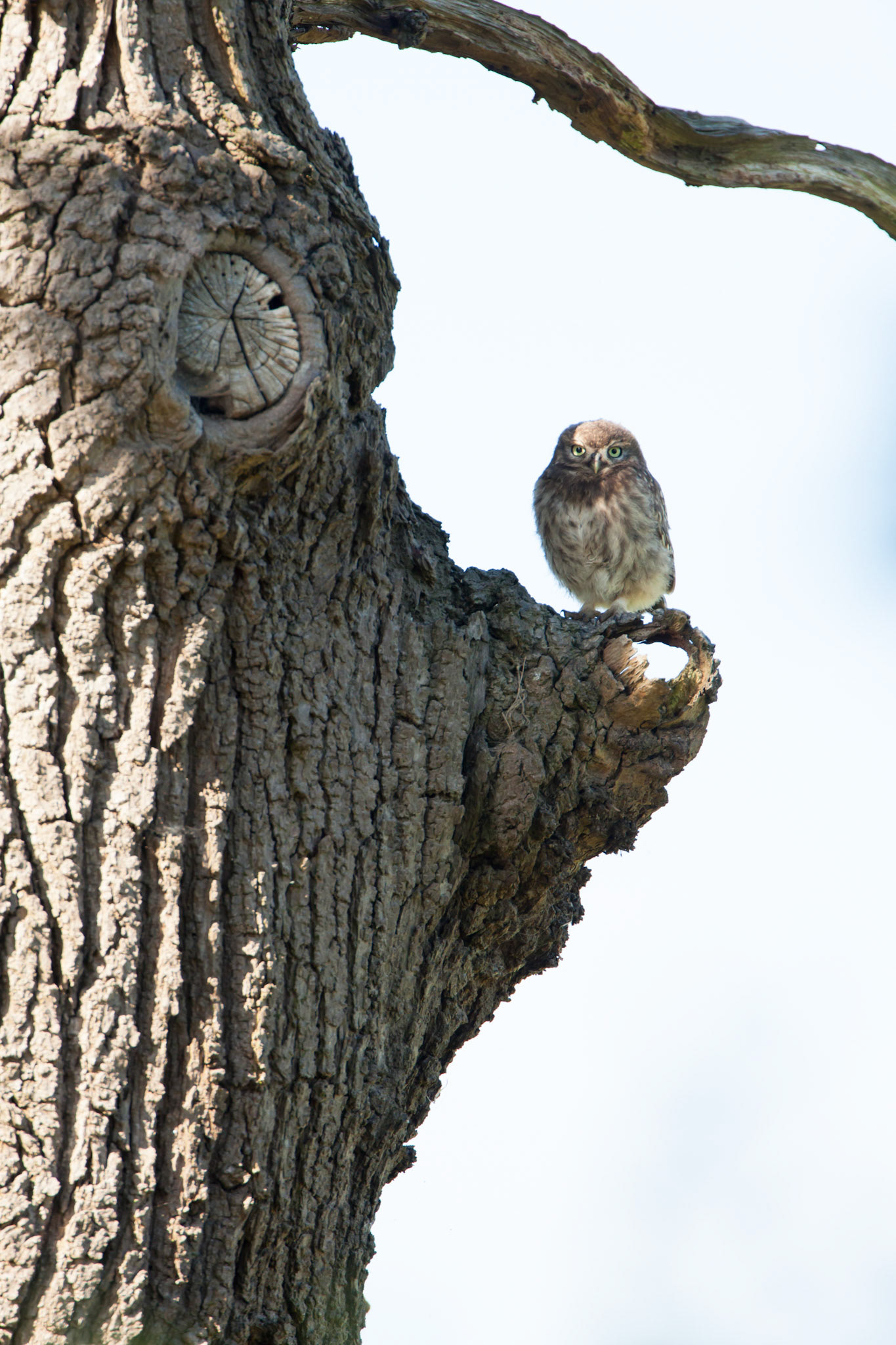 Juvenile Little Owl on tree trunk, summer, Powys, Wales, UK
