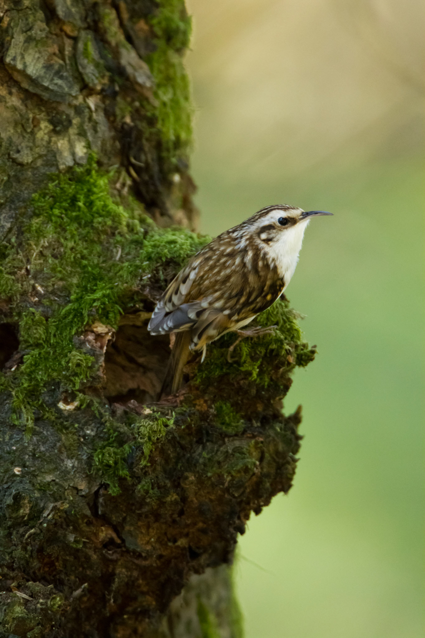 Treecreeper standing by nest hole